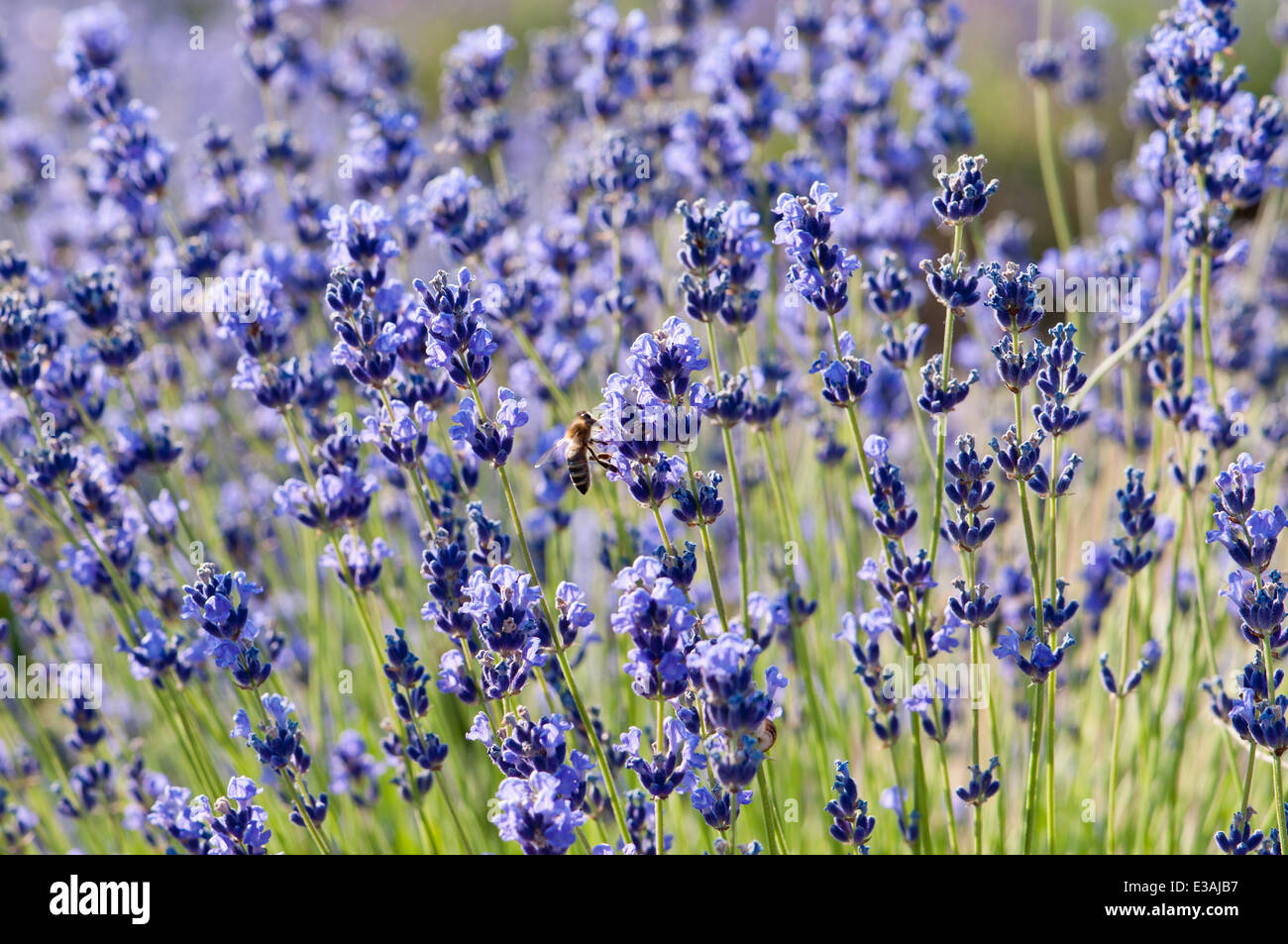Blu lavanda fiori con bee Foto Stock