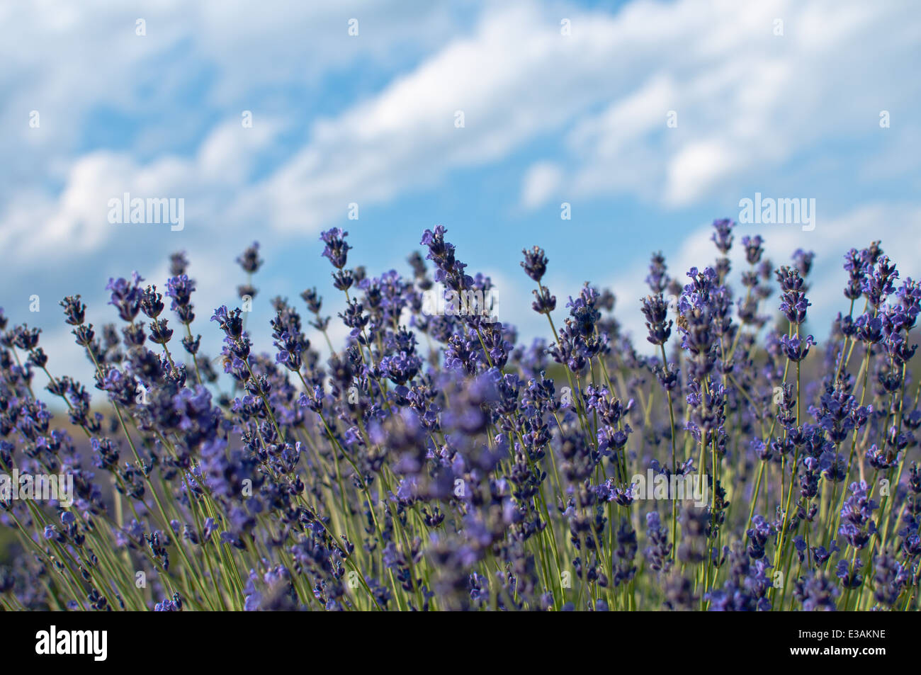 Cespuglio di lavanda immagini e fotografie stock ad alta