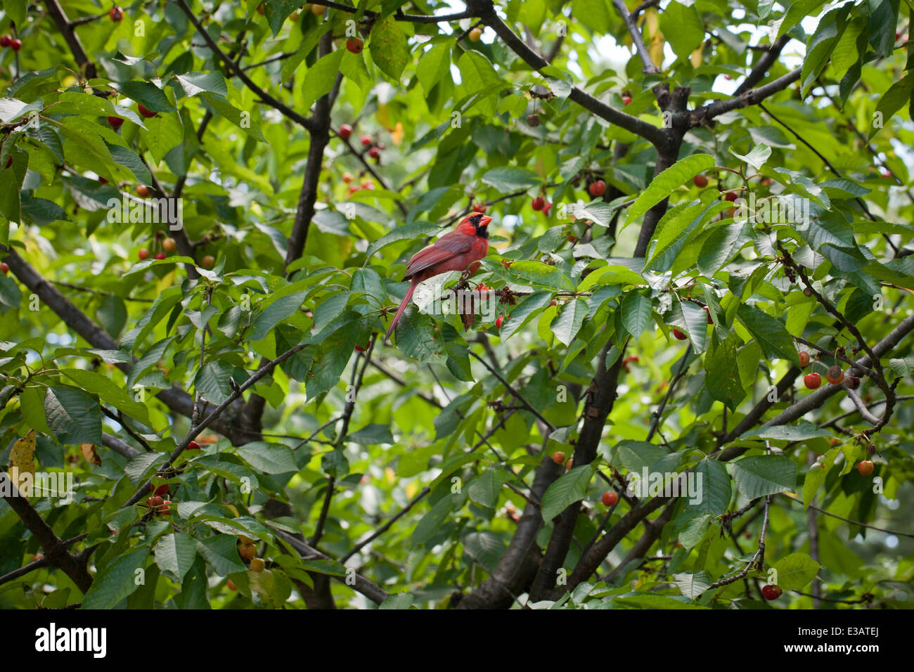 Maschio Cardinale settentrionale (Cardinalis cardinalis) bird nella struttura ad albero - USA Foto Stock