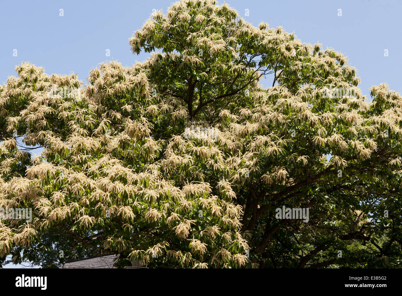 Albero di castagno in piena fioritura (Castanea sativa) - USA Foto Stock