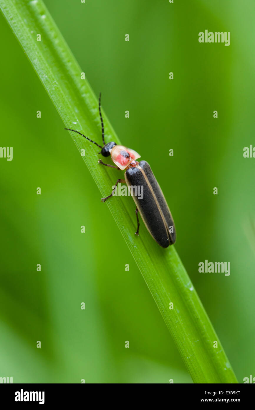 Firefly, alias Lightning bug, (Photuris lucicrescens) che riposa sulla foglia - Virginia USA Foto Stock