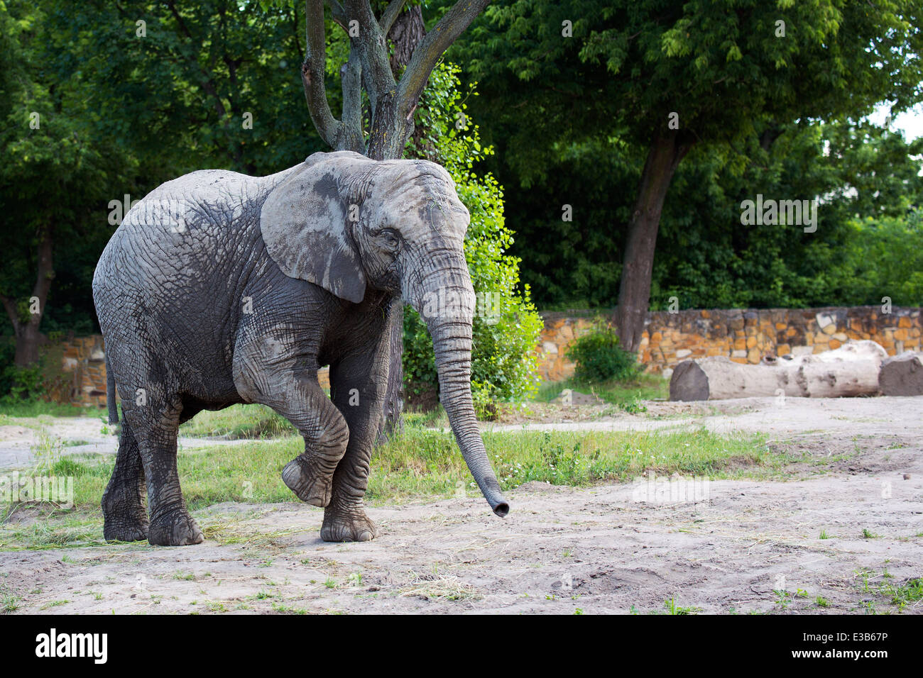 Elefante in una radura Foto Stock