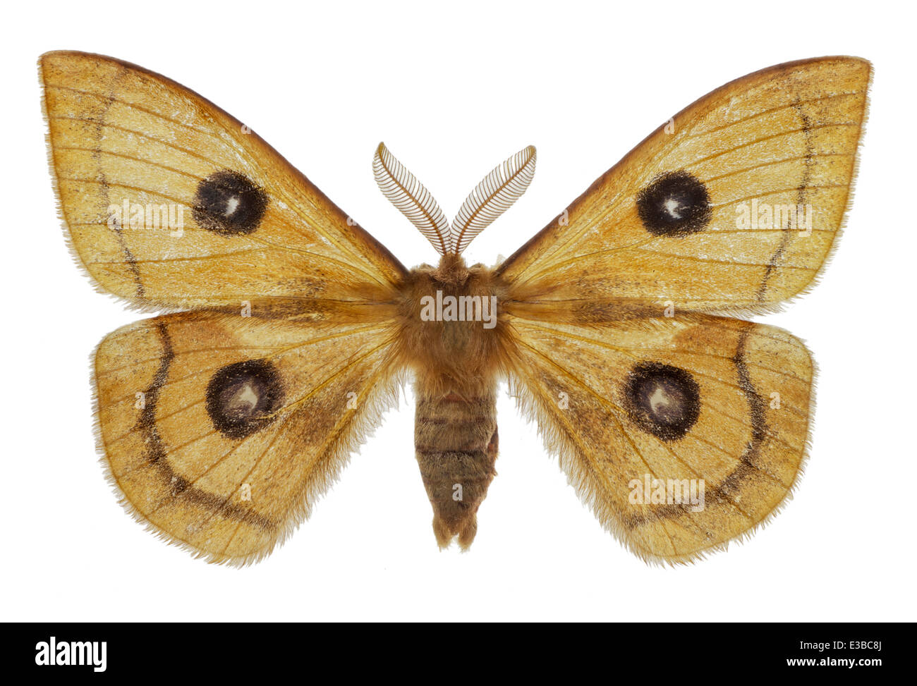 I lepidotteri; Saturniidae; Aglia tau; maschio; Linnaeus 1758; L: 65mm; Tau imperatore Foto Stock