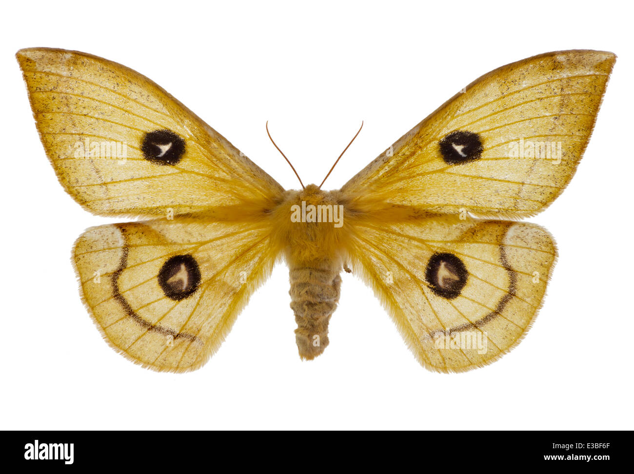 I lepidotteri; Saturniidae; Aglia tau; femmina; Linnaeus 1758; L: 65mm; Tau imperatore Foto Stock