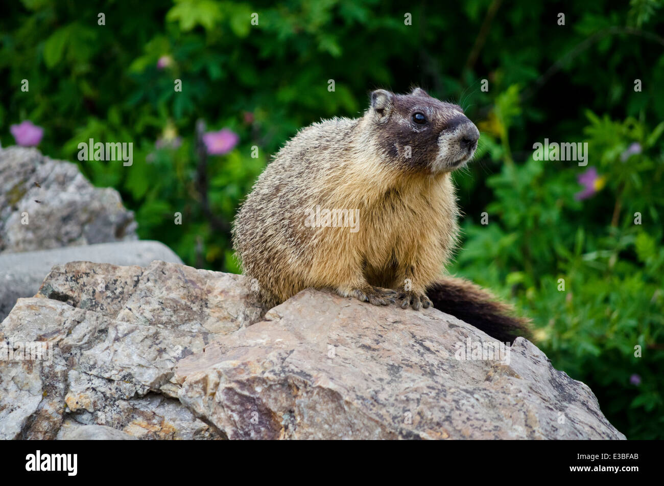 Marmotta di ventre giallo Marmota flaviventris su una roccia nella zona dell'Okanagan della Columbia britannica in Canada. Foto Stock