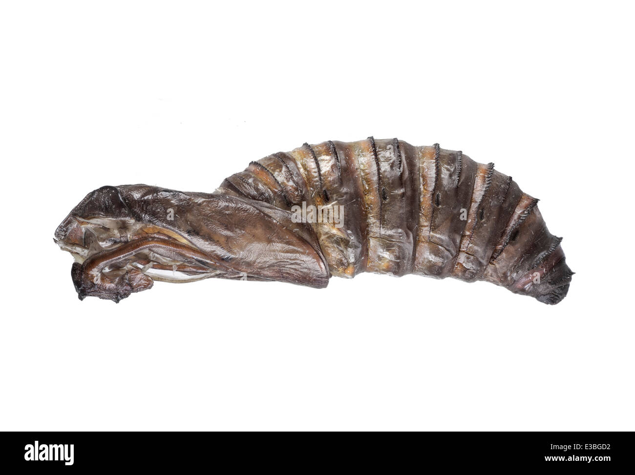 I lepidotteri;; Cossidae Cossus cossus; Linnaeus 1758; Capra moth; L: 5 mm; pupa Foto Stock