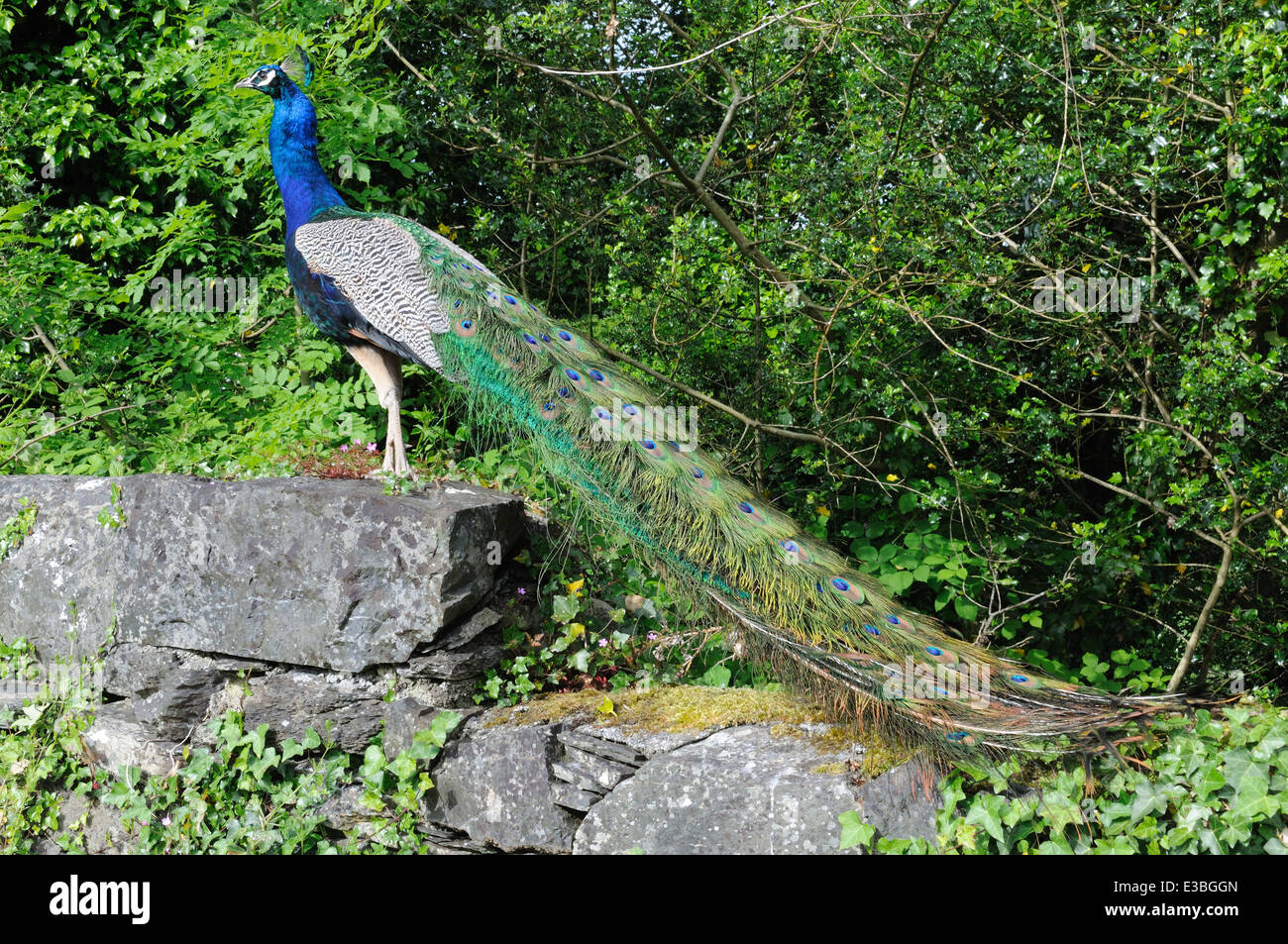 Pavone maschio in piedi su un vecchio muro di pietra Foto Stock