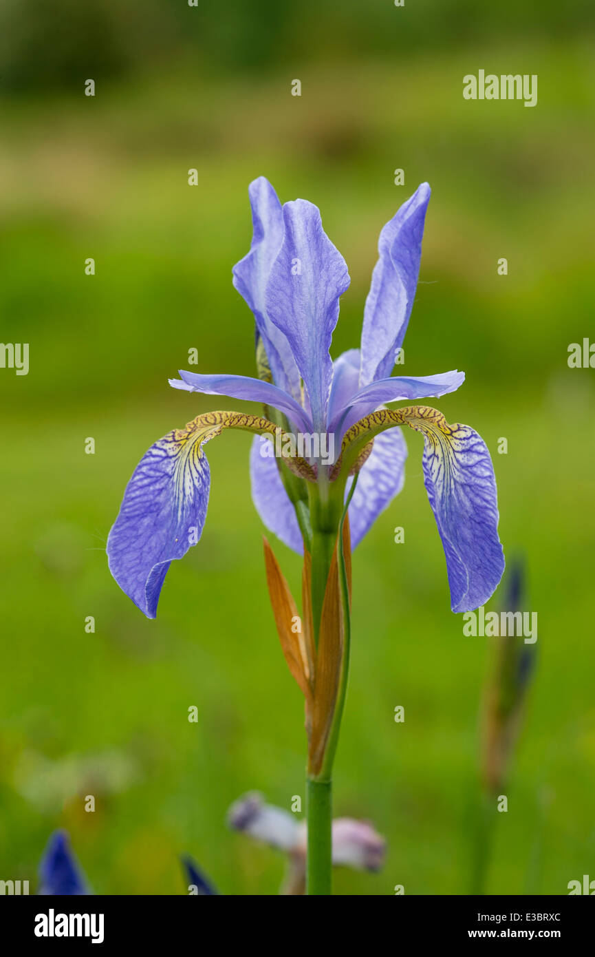 Iris sibirica, Dyffryn Fernant giardino,Fishguard,Pembrokeshire,Galles del Sud Foto Stock