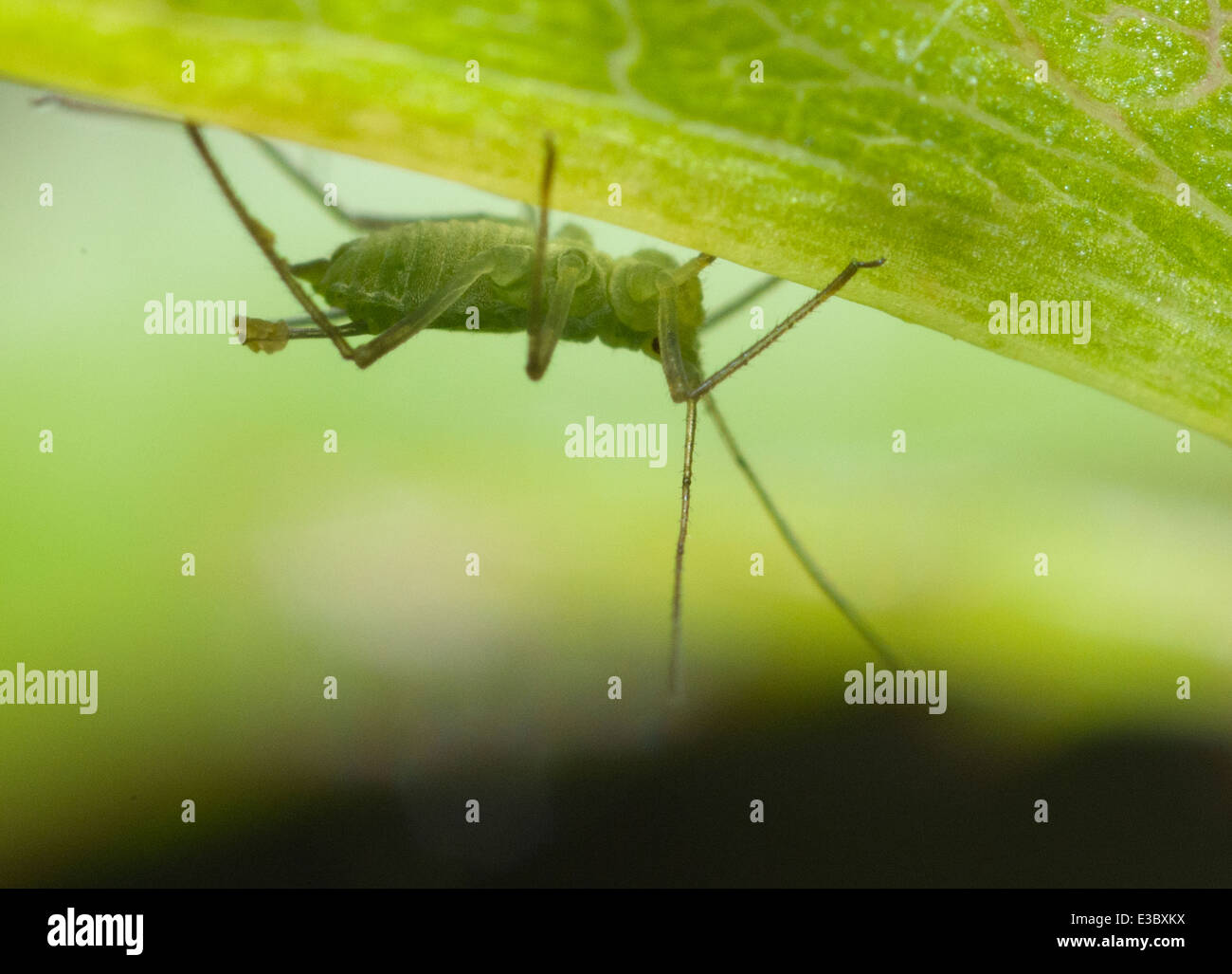 Un verde Fly, giardino pest succhiare il SAP da un impianto. Foto Stock