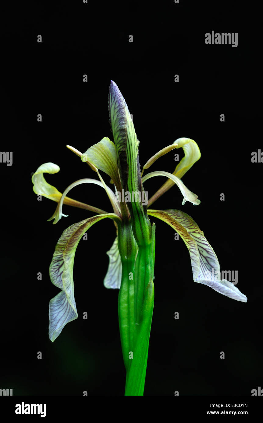 Puzzolente foetidissima iris Iridaceae perenne ritratto Foto Stock