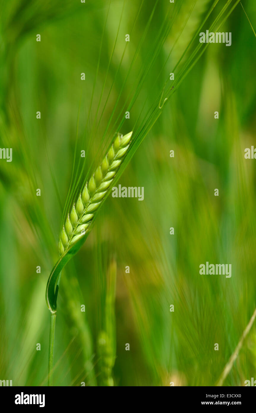 Orzo Mais Foto Stock