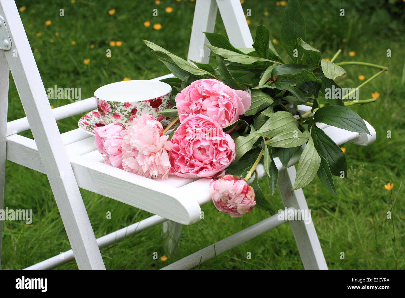 Peonie rosa su bianco sedia in legno in giardino Foto Stock