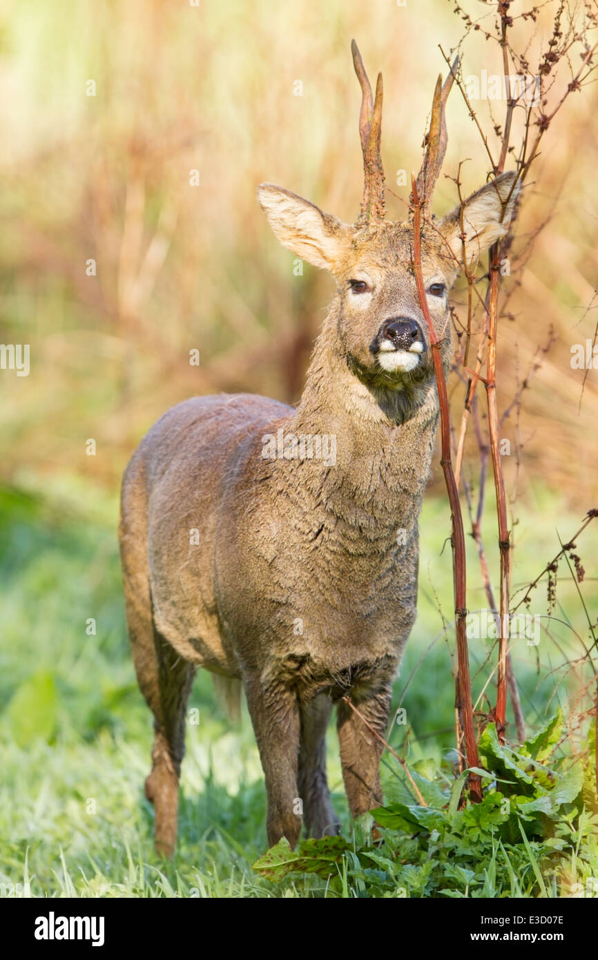 Un capriolo sbavature profumo da una ghiandola sotto il suo occhio sulla vegetazione per segnare il suo territorio durante la primavera, Norfolk, Inghilterra Foto Stock