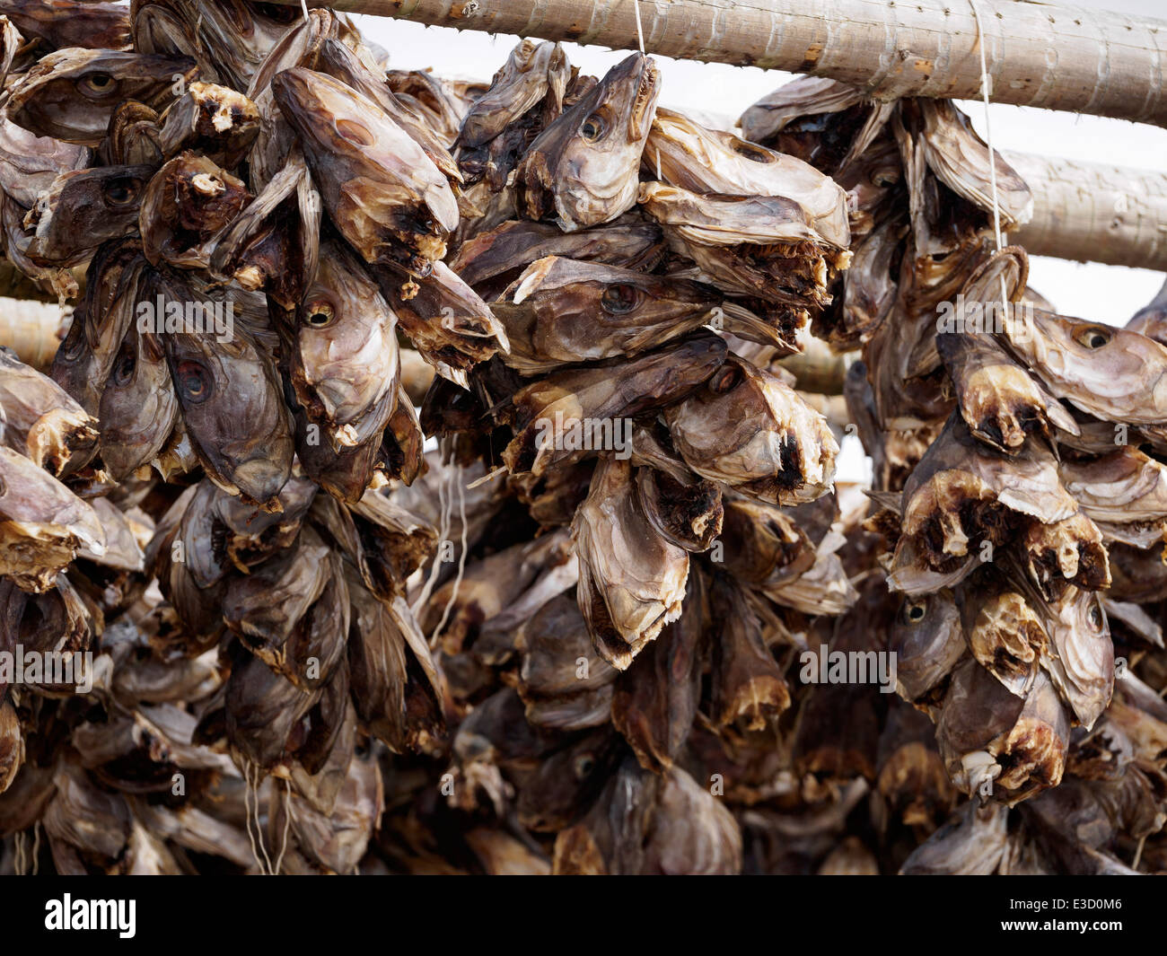 Stoccafisso (cod) le teste vengono appesi ad asciugare su un rack di legno in Henningsvaer sulle isole Lofoten in Norvegia. Foto Stock