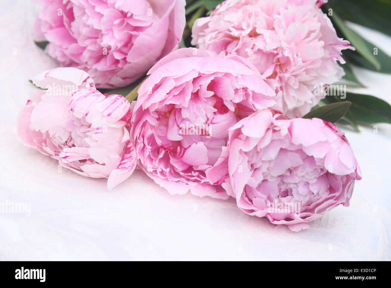 Di un bel colore rosa pastello peonie fresco su bianco Foto stock - Alamy