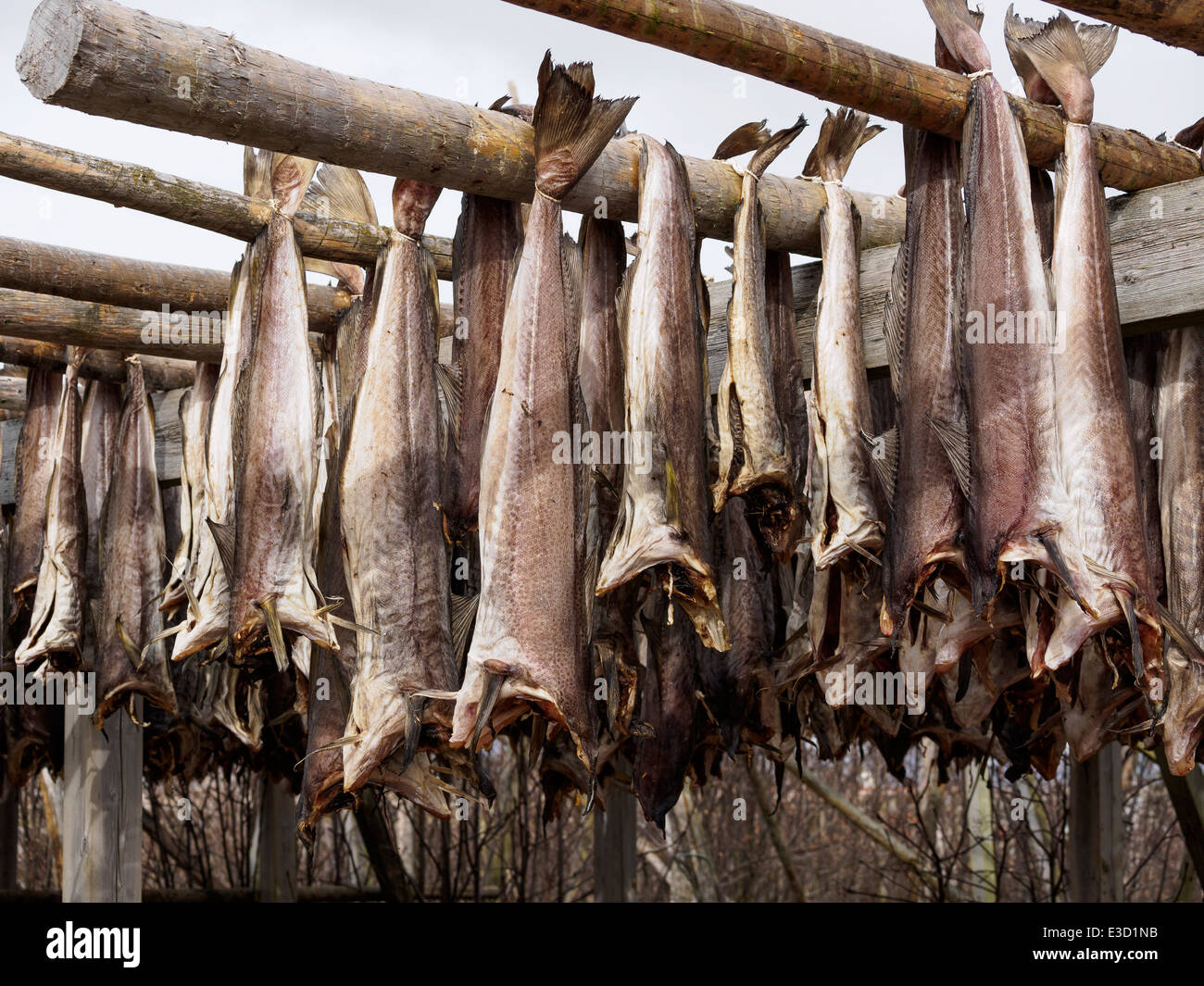 Stoccafisso (cod) è appesa ad asciugare su un rack di legno in Henningsvaer sulle isole Lofoten in Norvegia. Foto Stock