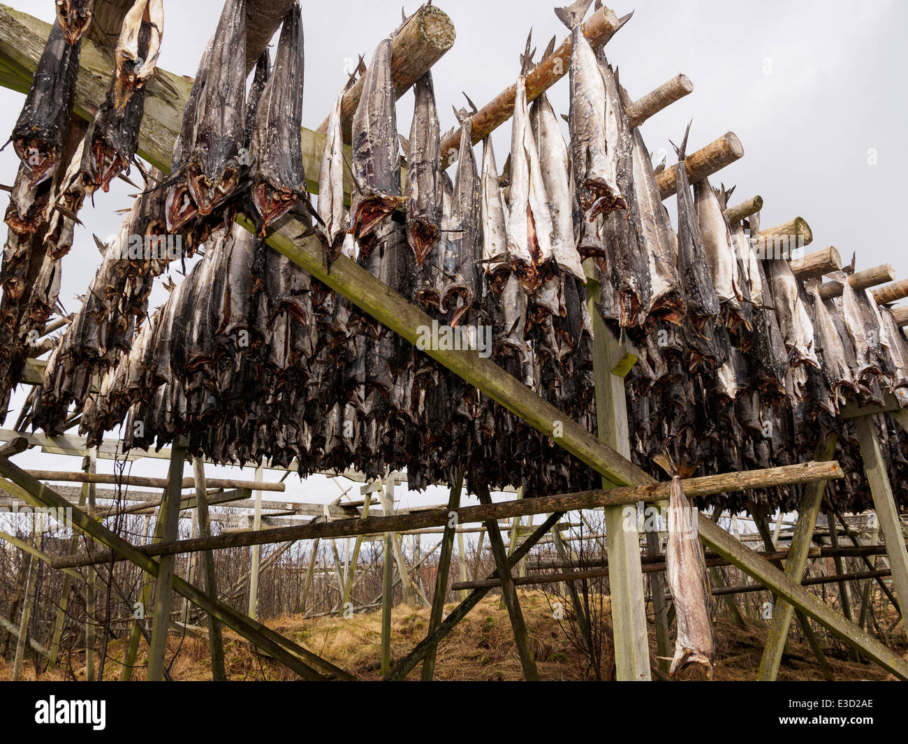 Stoccafisso (cod) è appesa ad asciugare su un rack di legno in Henningsvaer sulle isole Lofoten in Norvegia. Foto Stock