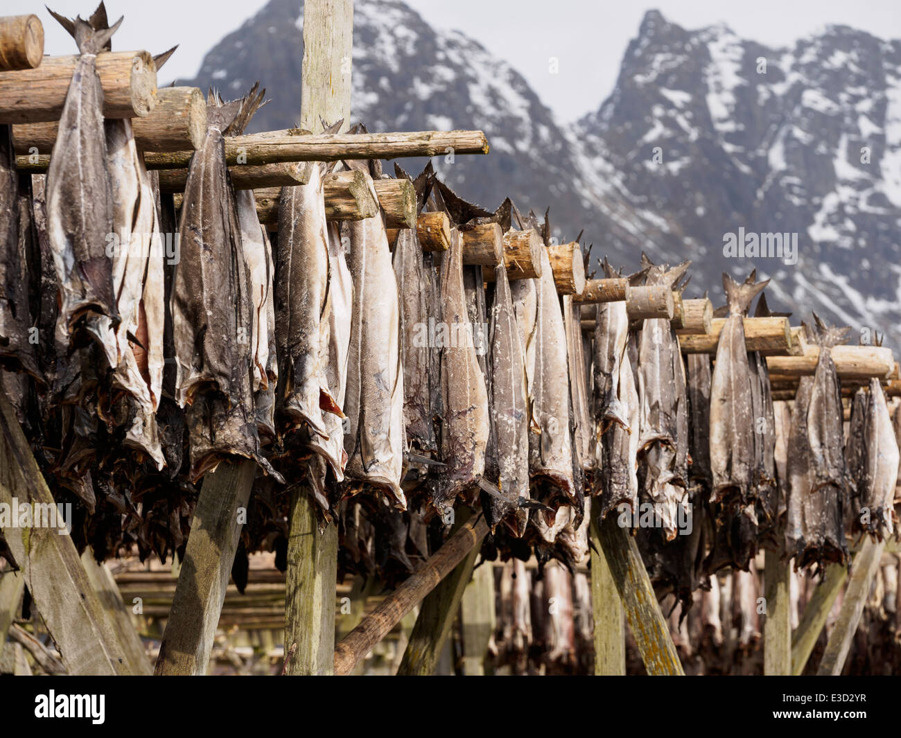 Stoccafisso (cod) è appesa ad asciugare su un rack di legno in Henningsvaer sulle isole Lofoten in Norvegia. Foto Stock