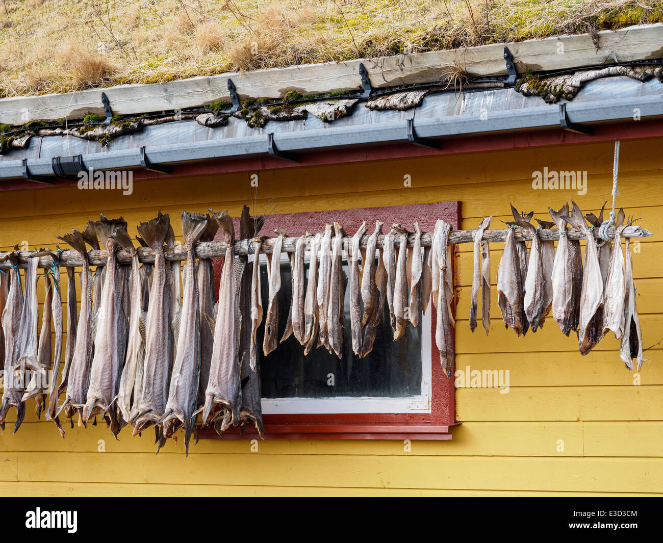 Stoccafisso (cod) è appesa ad asciugare di fronte a una casa in Henningsvaer sulle isole Lofoten in Norvegia. Foto Stock