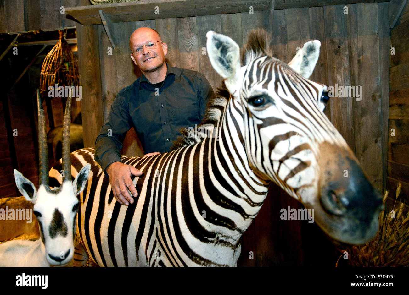 Kassel, Germania. Il 23 giugno, 2014. Direttore del Museo, Kai Fueldner sta dietro una zebra montato in un modello dell'Arca di Noè presso il Museo di Storia Naturale a Kassel in Germania, 23 giugno 2014. La nuova mostra è chiamato 'Regno Animale nella Bibbia". Foto: UWE ZUCCHI/DPA/Alamy Live News Foto Stock