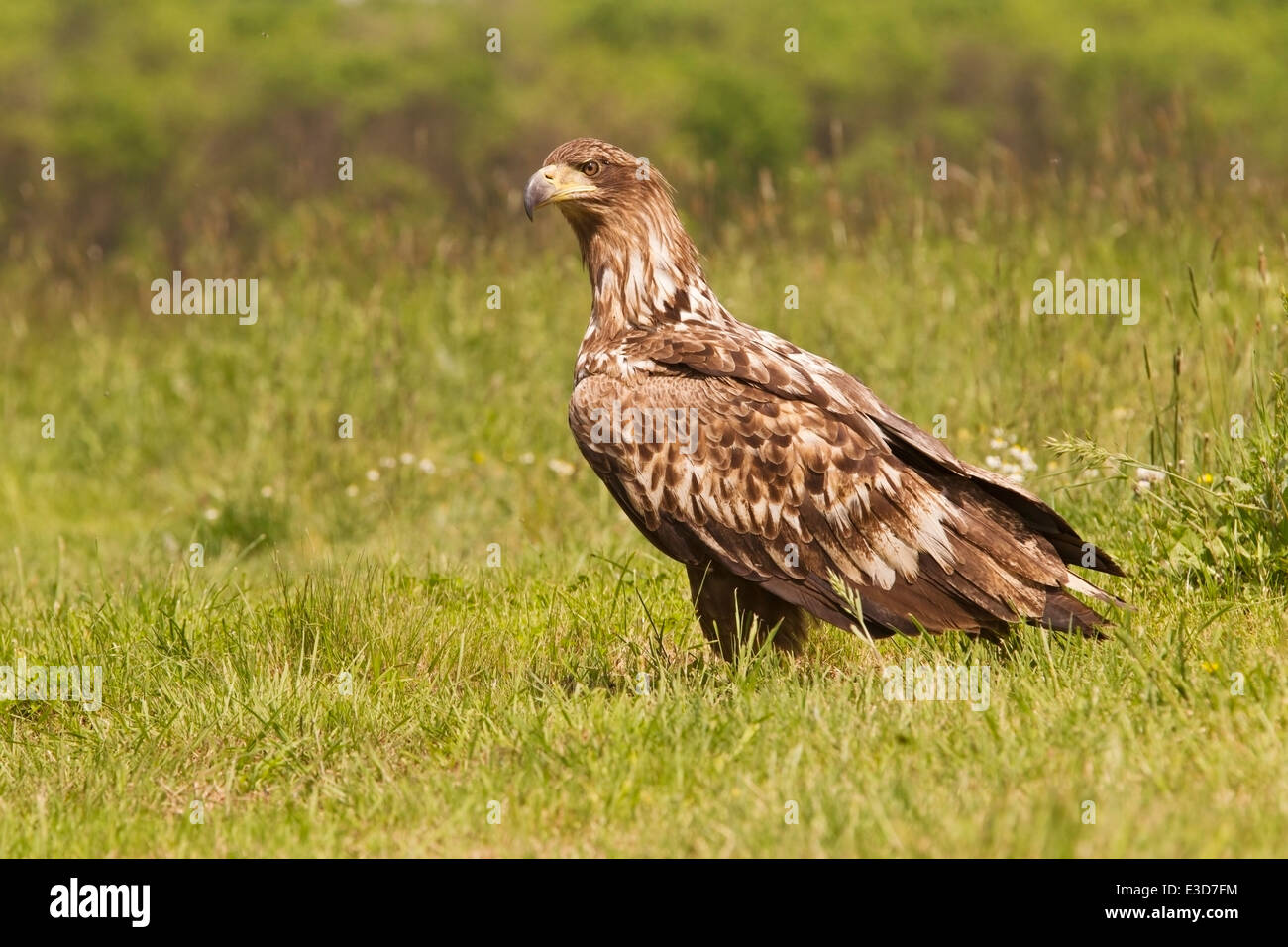 White-tailed eagle (Haliaeetus albicilla) capretti in piedi sul suolo in erba prato, Hortobagy, Ungheria, Europa Foto Stock