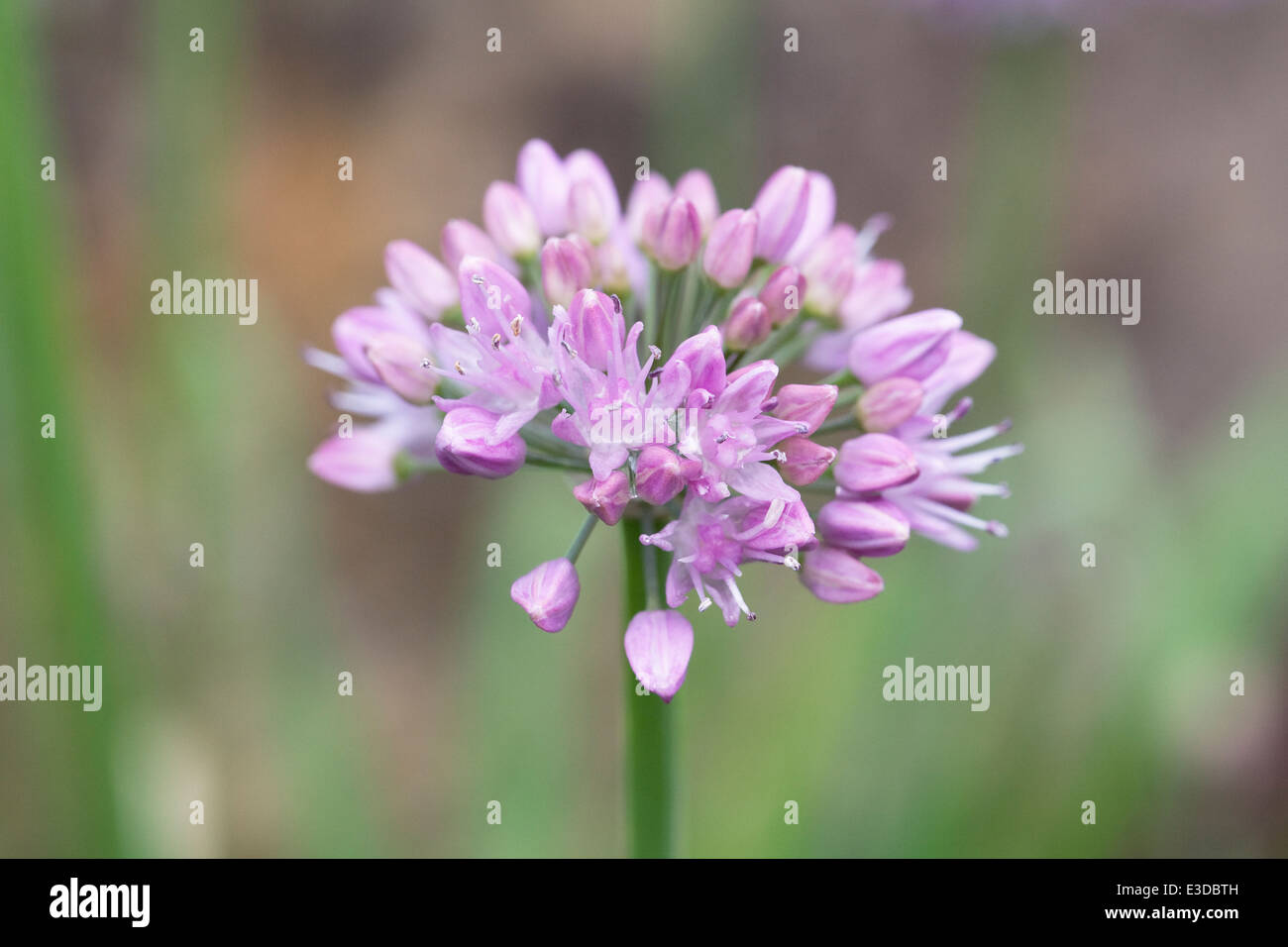 Allium nutans fiore. Foto Stock