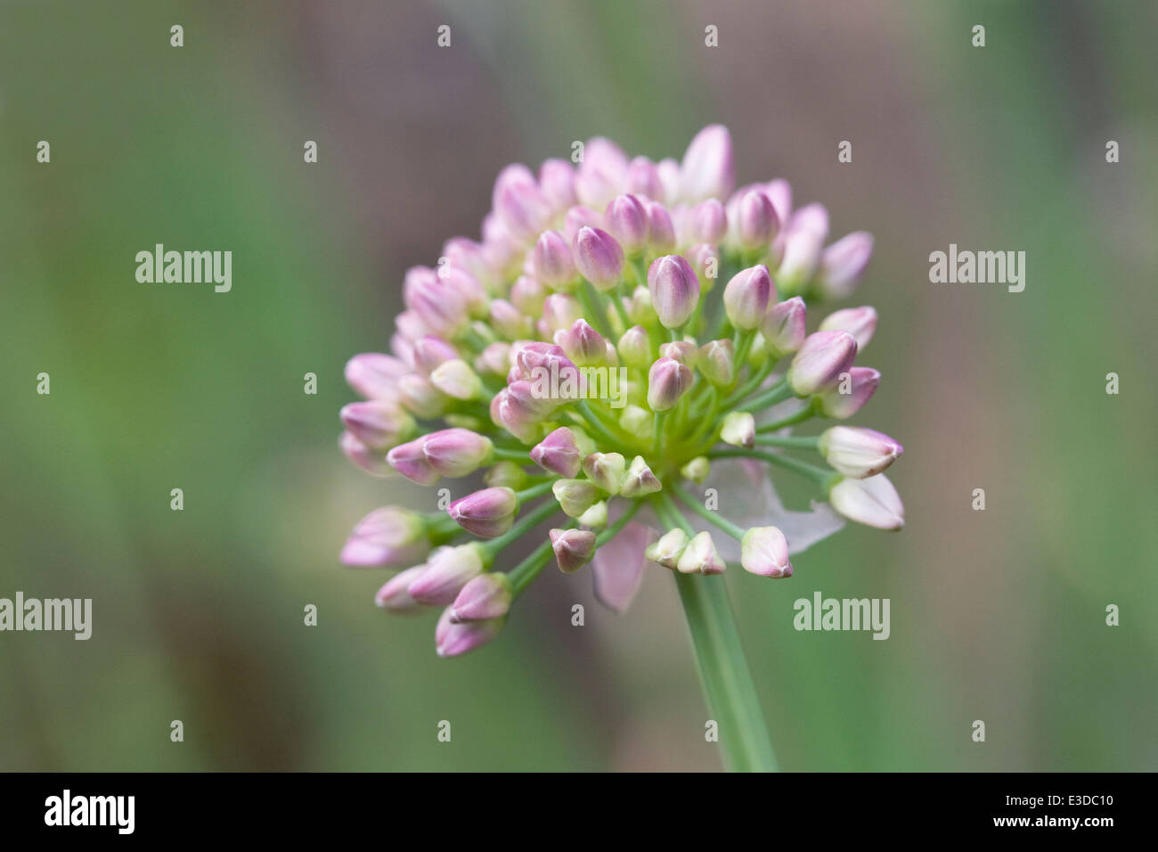 Allium nutans fiore. Foto Stock