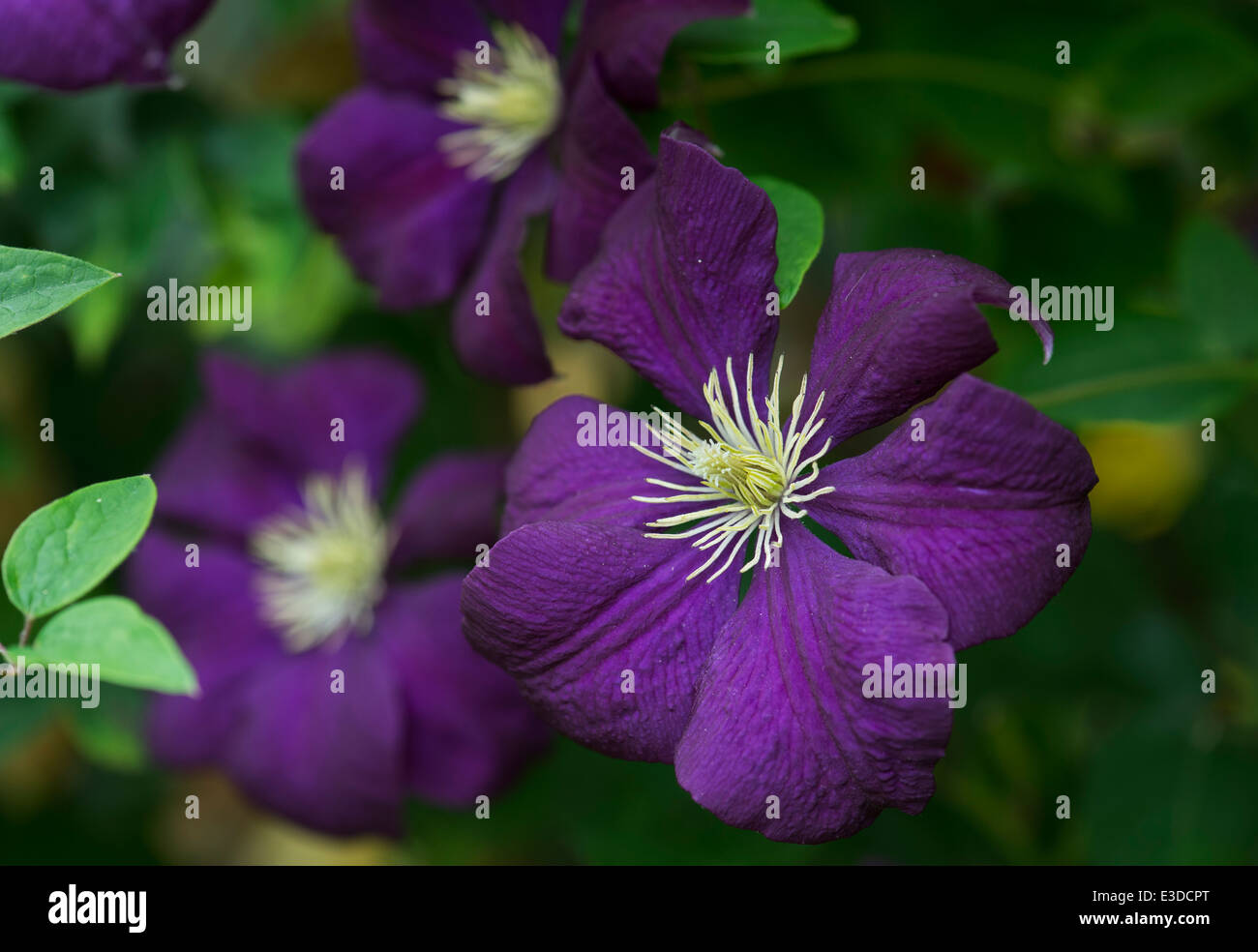 Clematis viticella Etoile Violette fiori in un giardino inglese. La clematide 'Violetta Star". La clematide "fantasia" Foto Stock