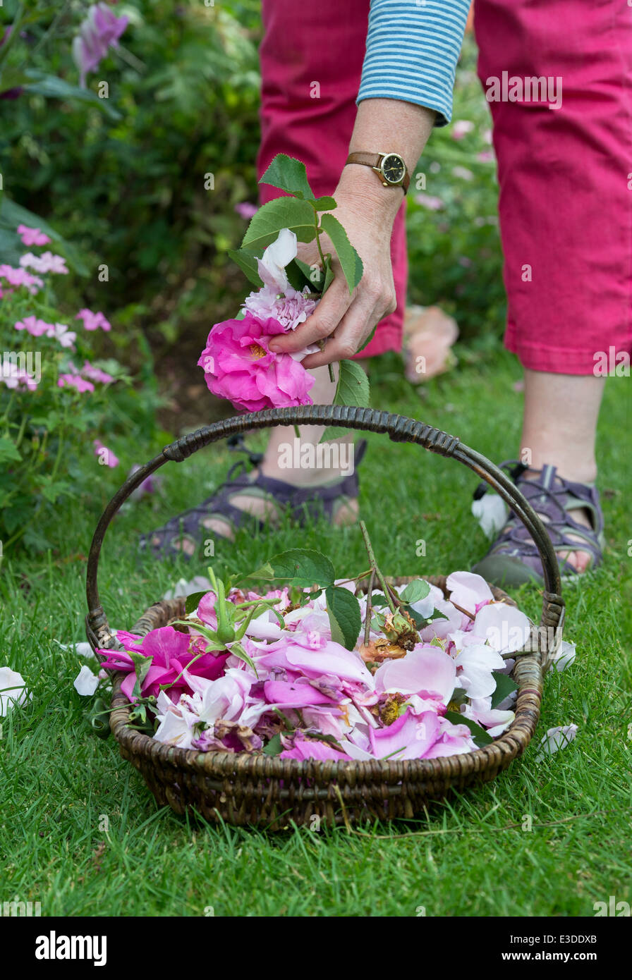 Giardiniere messa a vuoto le rose in un cesto di vimini in un giardino Foto Stock