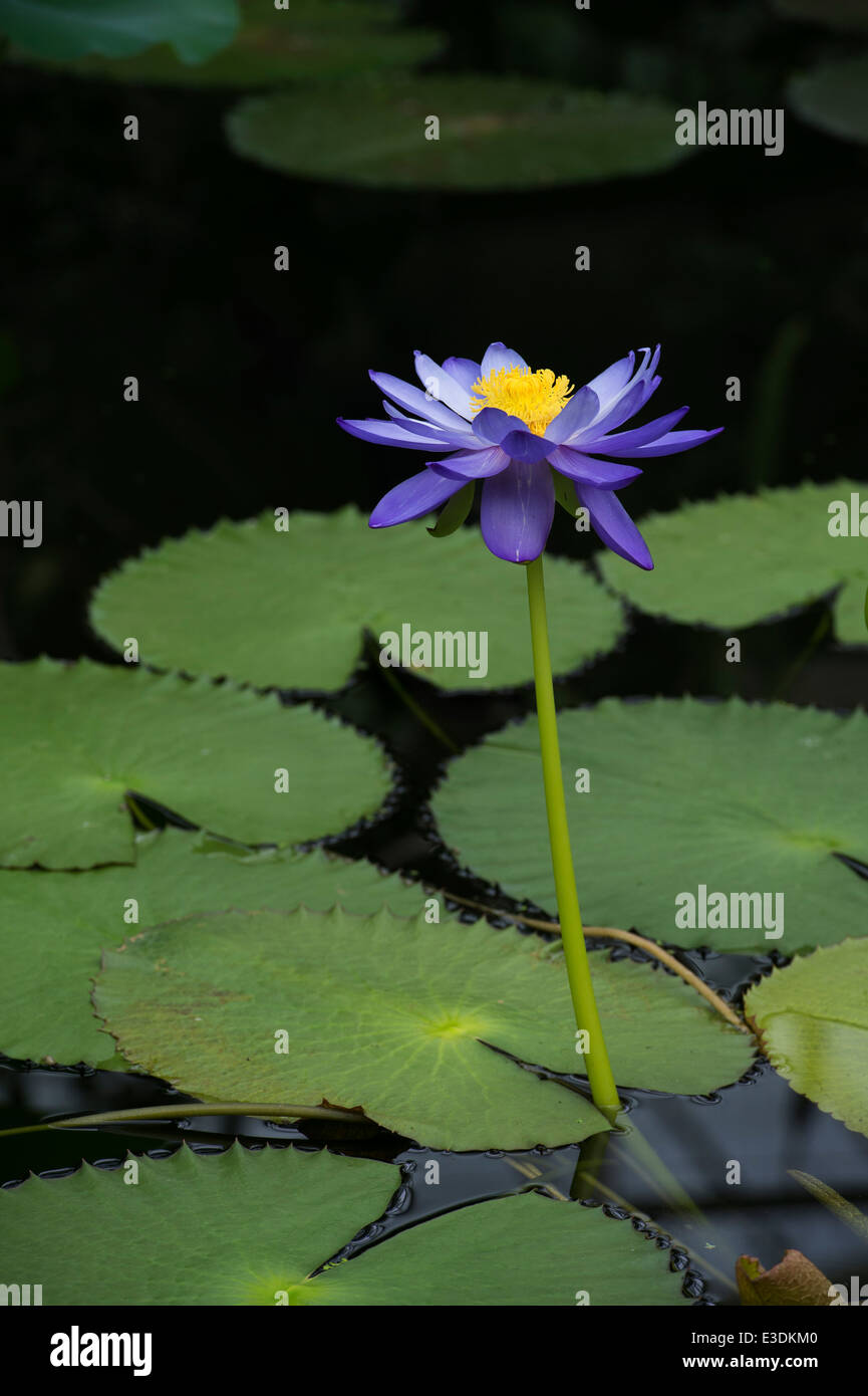 Nymphaea Kews Stowaway fiore ninfea a Kew Gardens. Londra Foto Stock