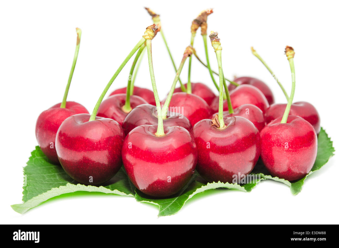 Gustosa ciliegia matura bacche succose e frutti dolci sul verde leafage fresco isolato su bianco Foto Stock