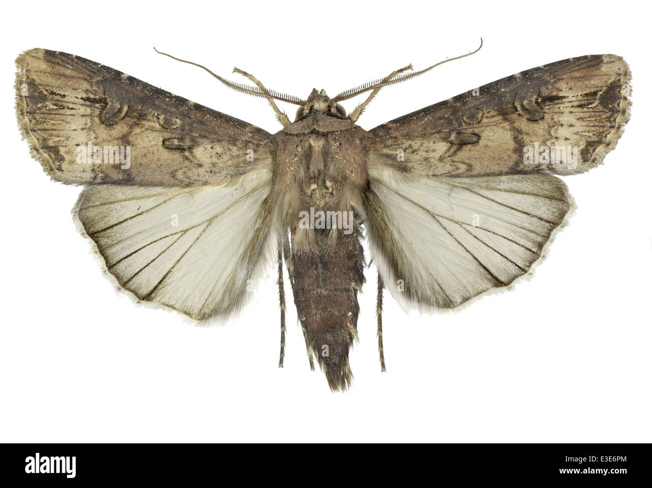 I lepidotteri; Noctuidae; Agrotis ipsilon; Hufnagel 1766; Dark spada-erba Foto Stock