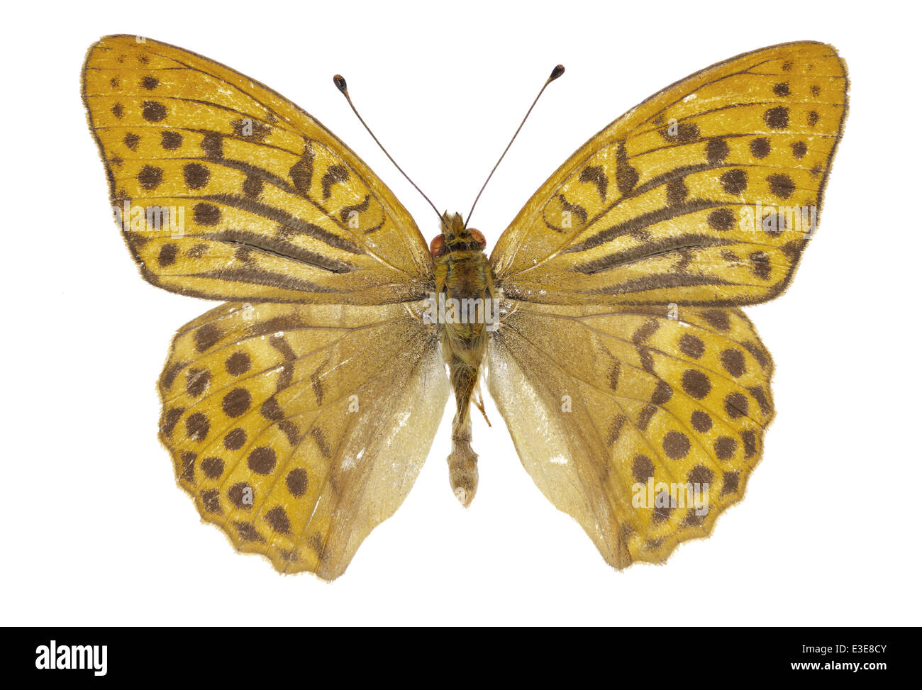 I lepidotteri; Nymphalidae; Argynnis paphia; Linnaeus 1758; argento-lavato Fritillary; Foto Stock