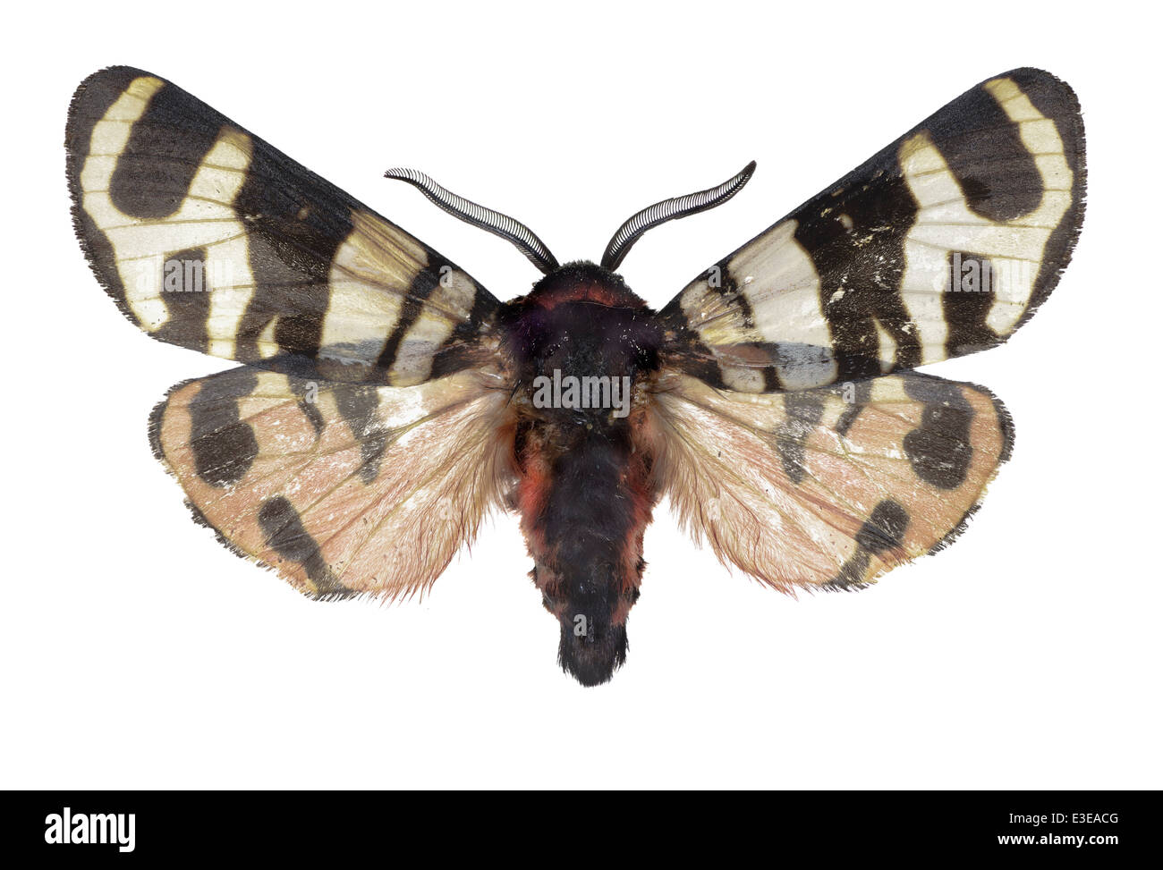 I lepidotteri; Arctiidae; Arctia festiva; Hufnagel 1766; Hebe Tiger Moth; Foto Stock