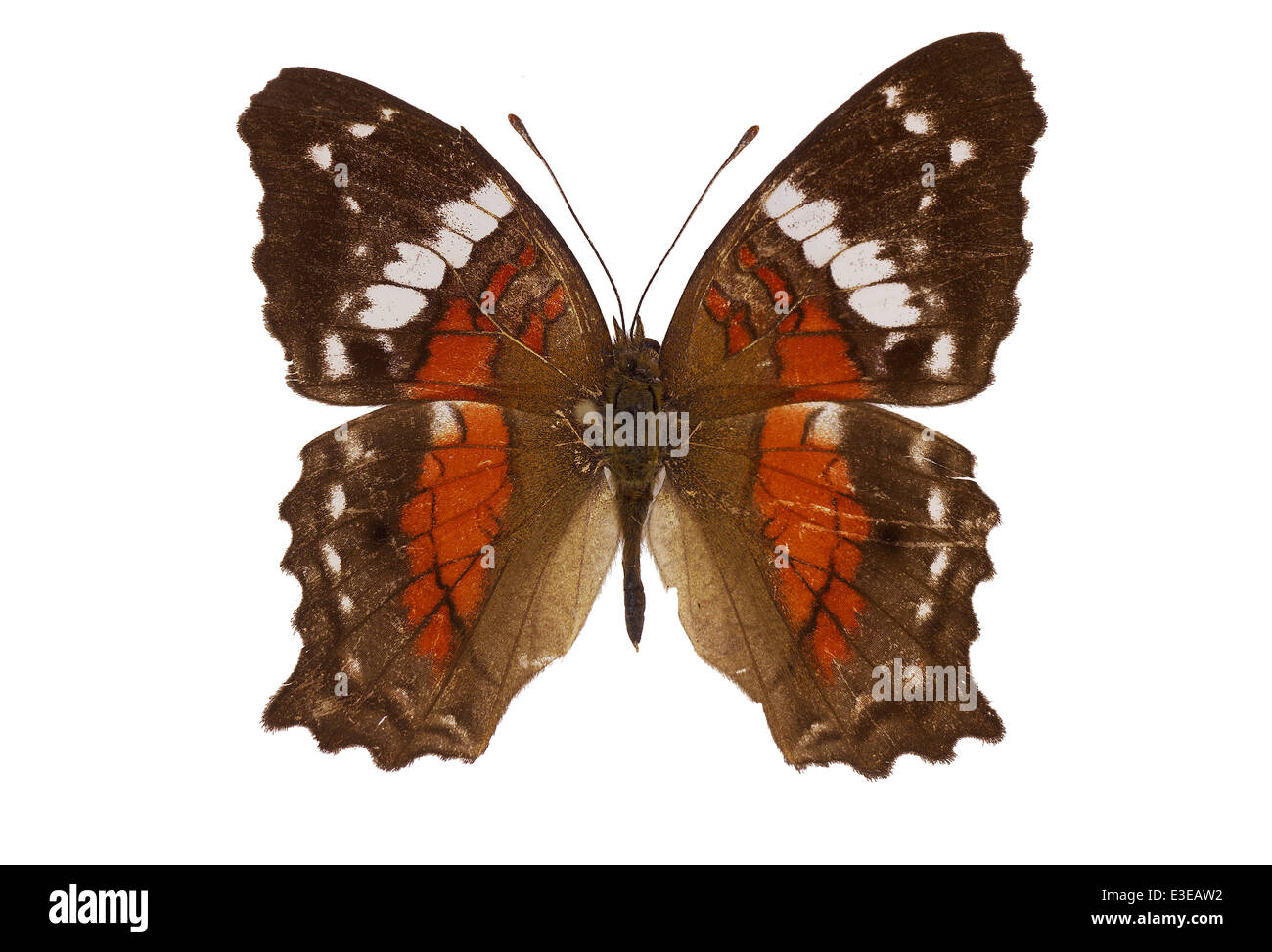 I lepidotteri; Nymphalidae; Anartia amathea; Linnaeus 1758; Marrone Pescock; Scarlet Pescock Foto Stock