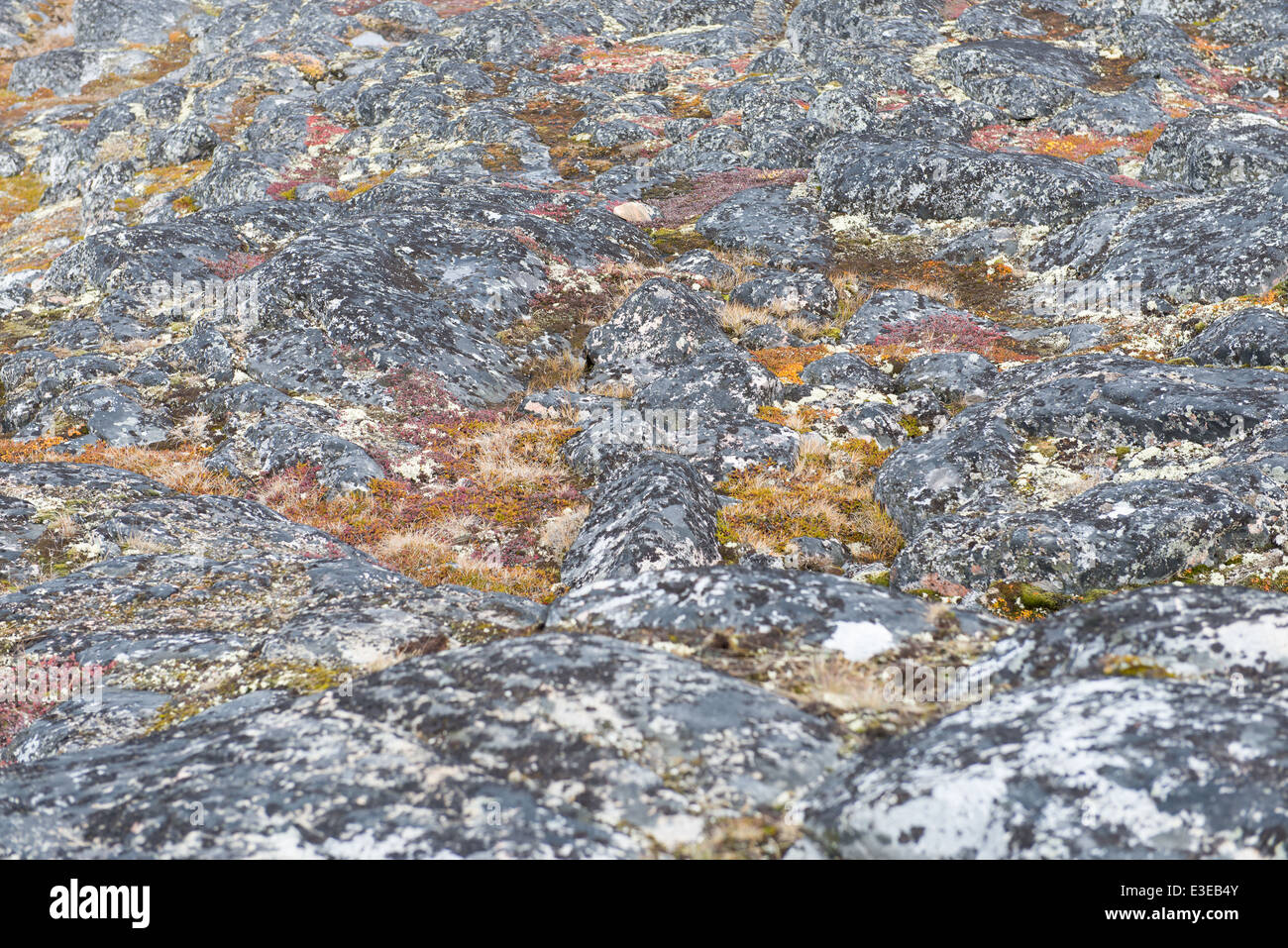 Dettaglio del lichen e tundra vegetazione in Groenlandia durante l'estate Foto Stock