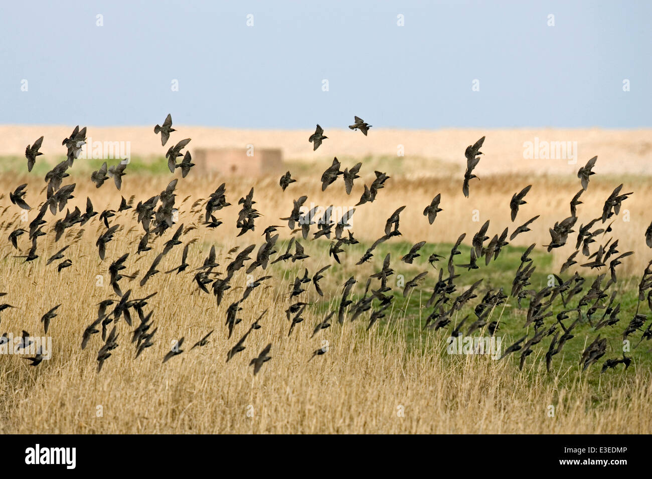 Starling Sturnus vulgaris Foto Stock
