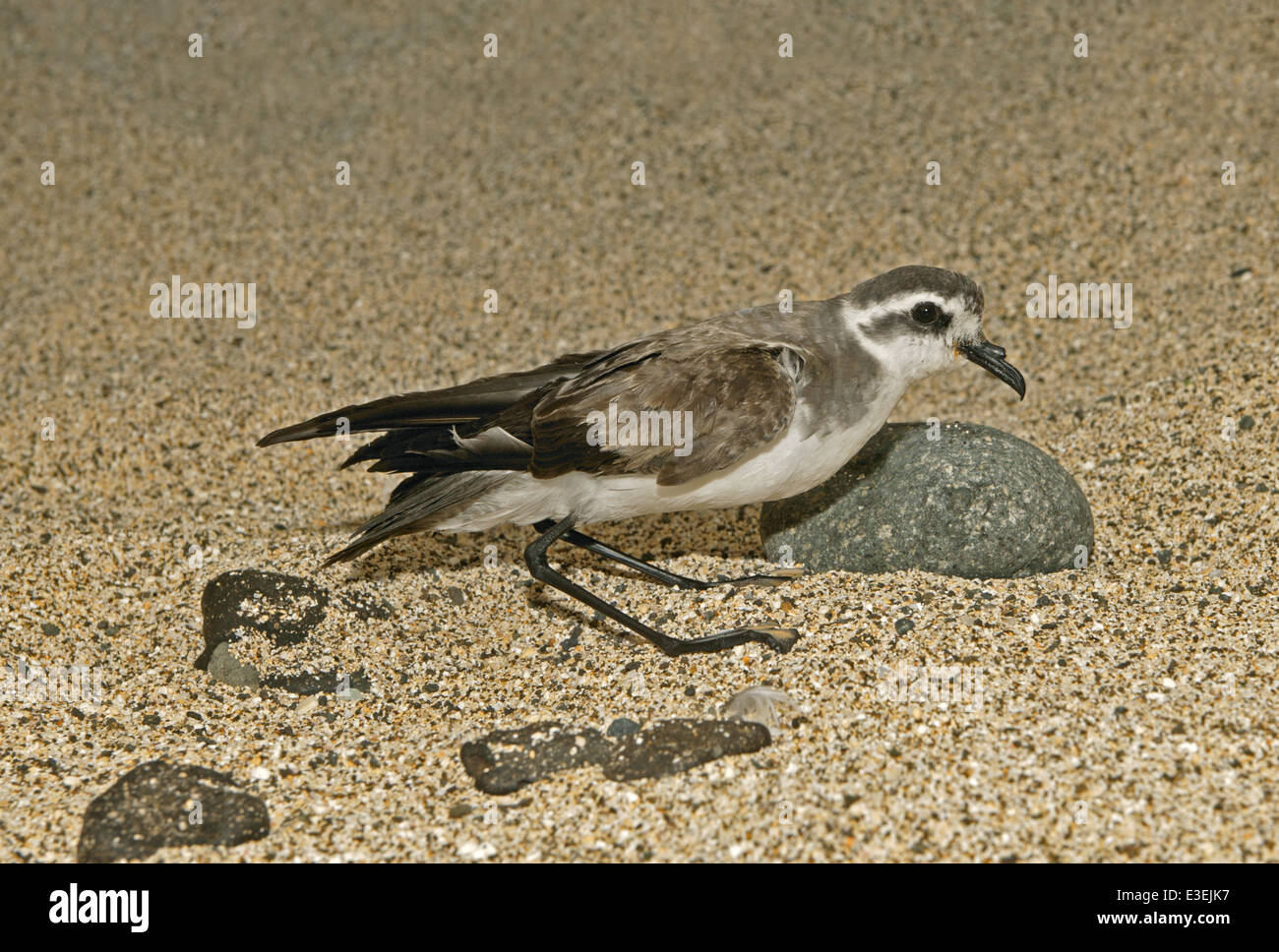 Di fronte bianco-Storm Petrel - Pelagodroma marina Foto Stock