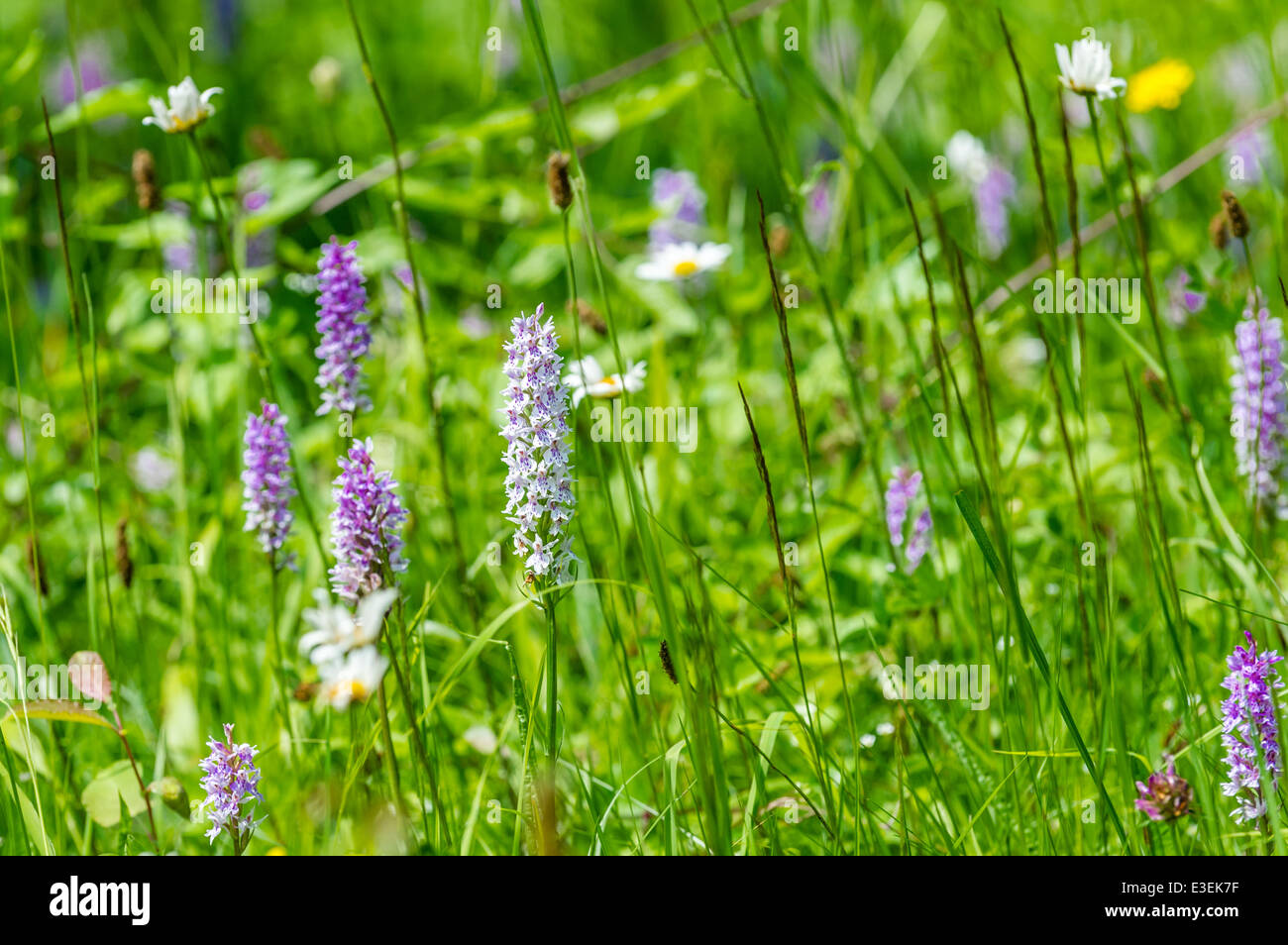 Prato inglese piena di early-viola e spotted Orchidee Foto Stock