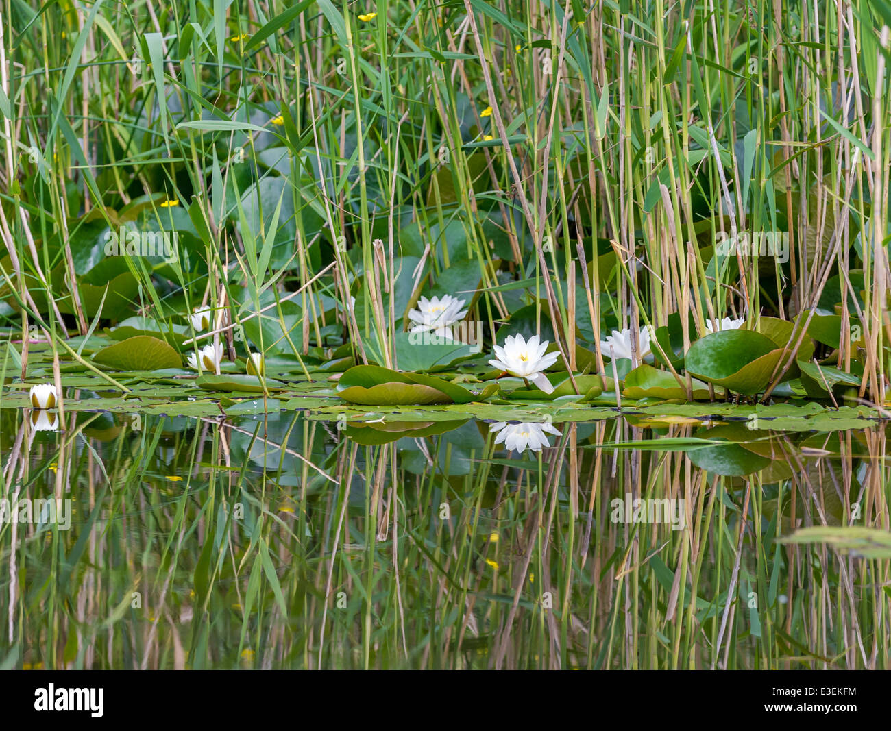 Bianchi gigli di stagno si riflette in un bosco di stagno. Foto Stock Bianchi gigli di stagno si riflette in un bosco di stagno. Foto Stock