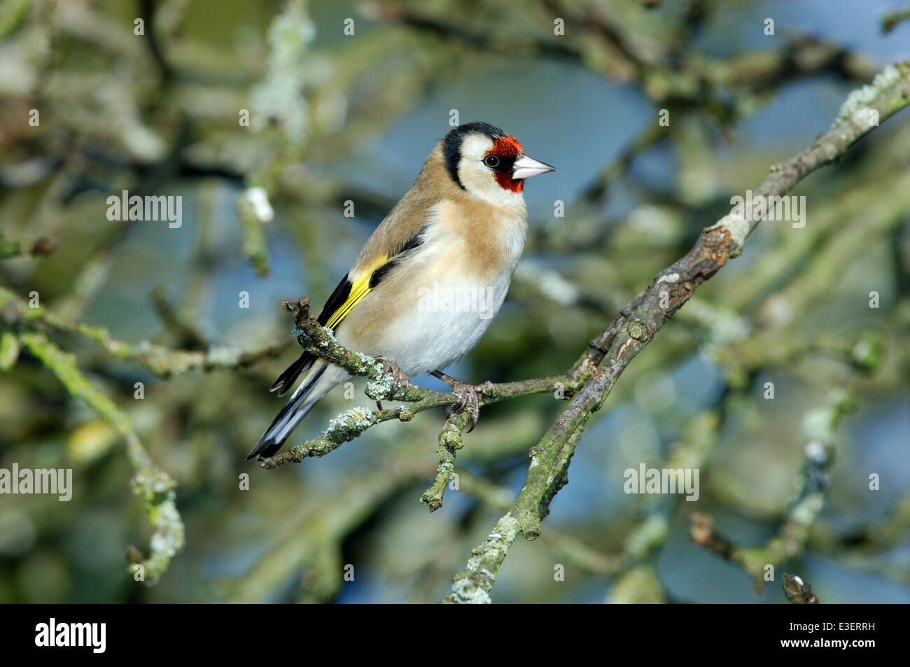 Cardellino Carduelis carduelis Foto Stock