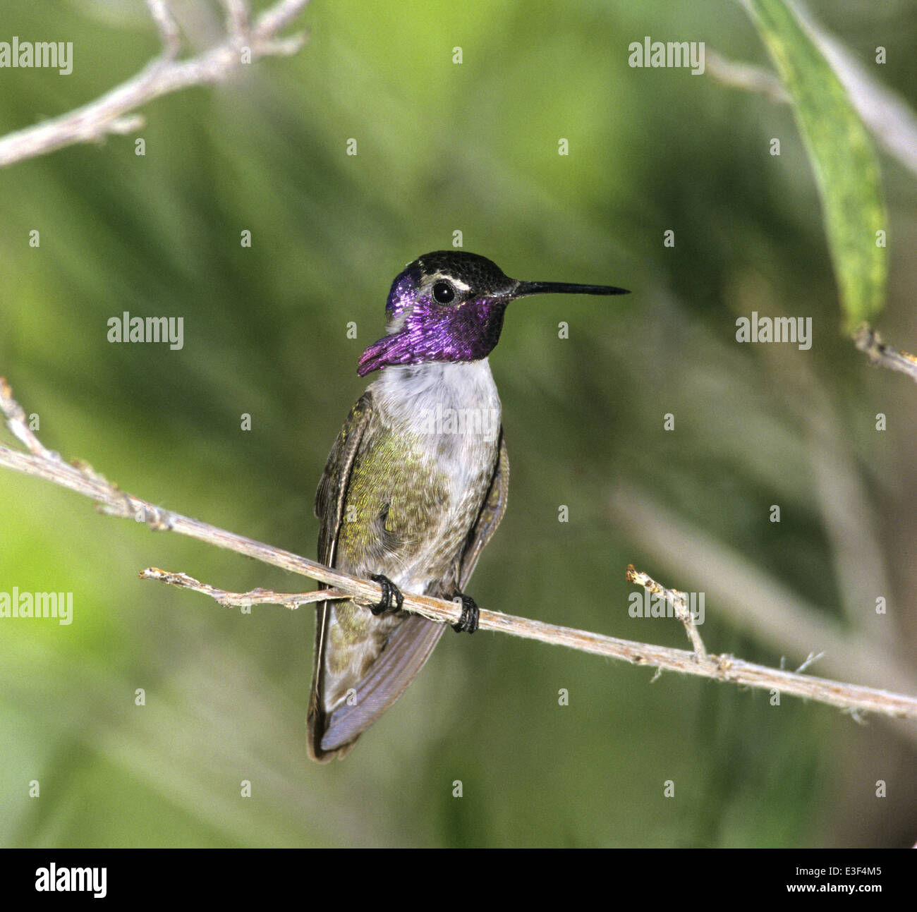 Costa's Hummingbird - Calypte costae Foto Stock