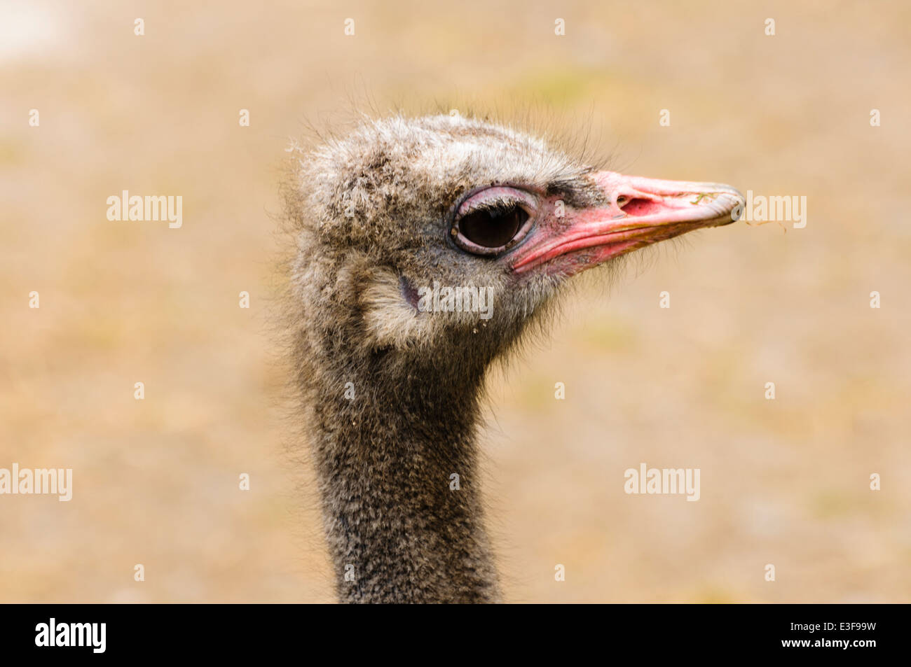 (Struzzo Struthio camelus) Foto Stock