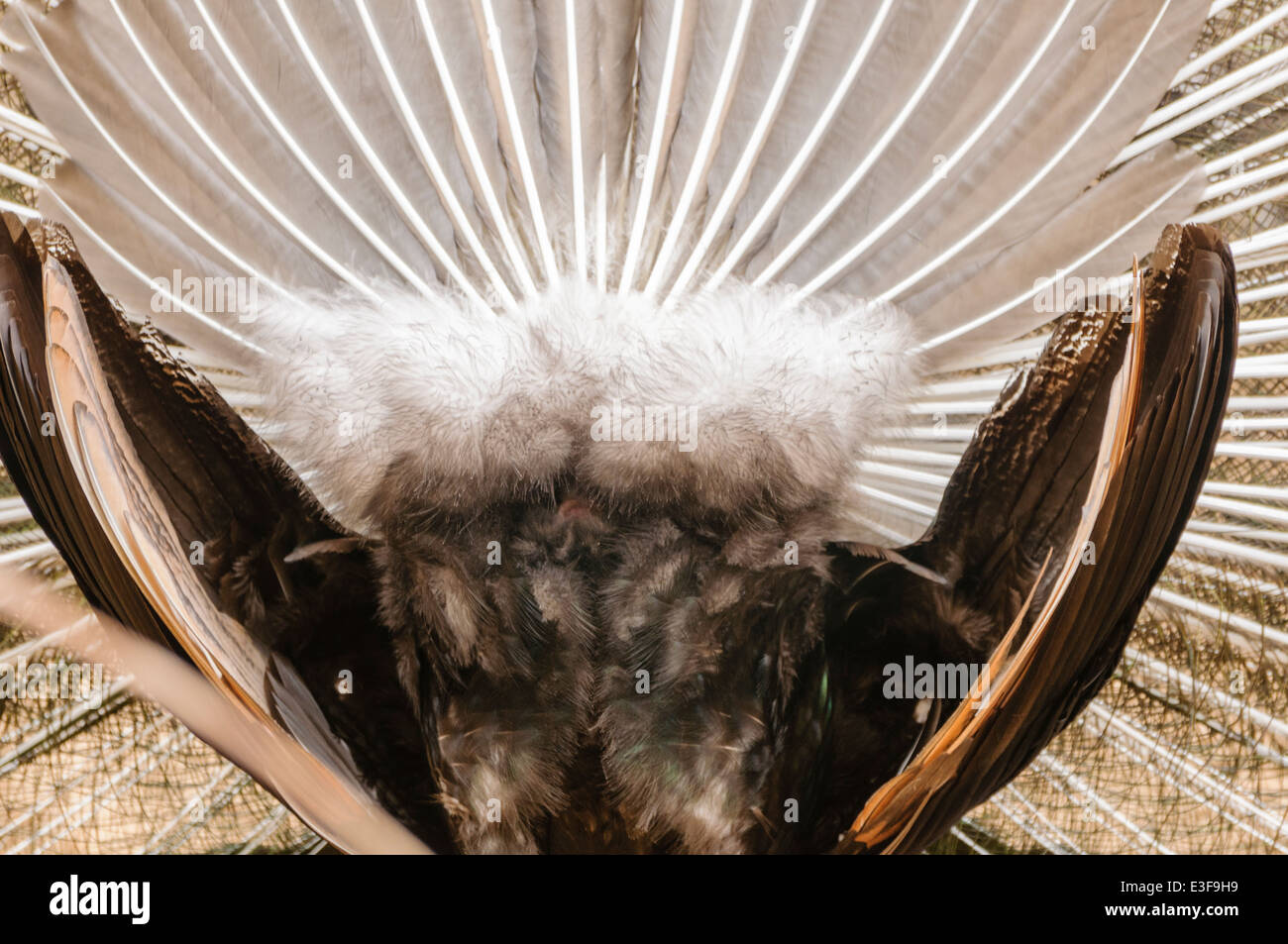 Retro di un pavone peafowl (Pavo cristatus) visualizzazione di piume di coda Foto Stock