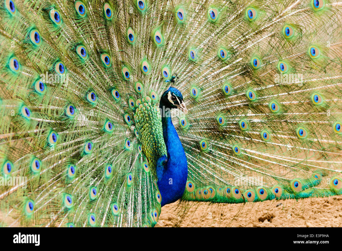 Peacock peafowl (Pavo cristatus) visualizzazione di piume di coda Foto Stock