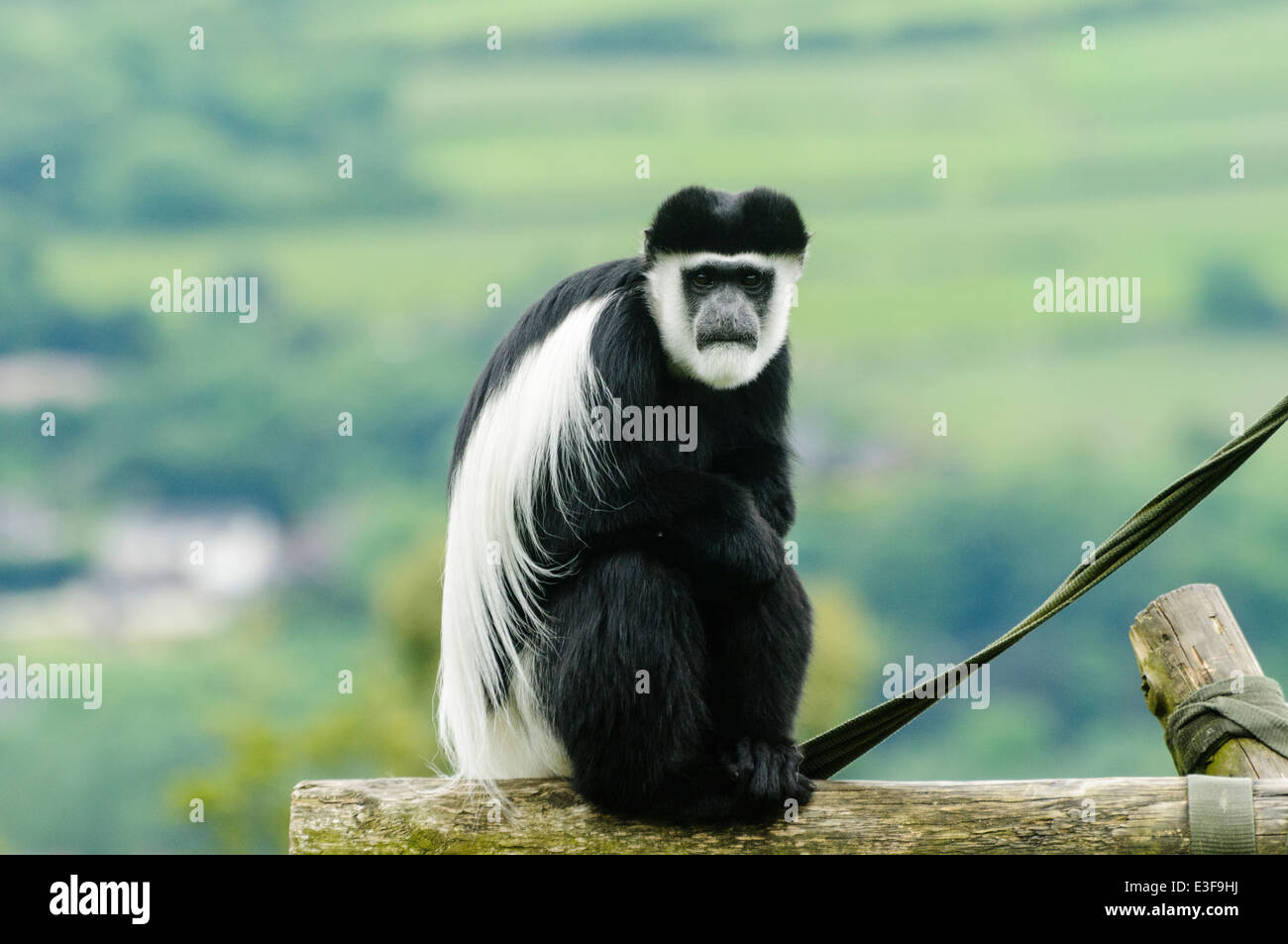 Black and White Colobus Monkey (Colobus guereza) in un zoo Foto Stock