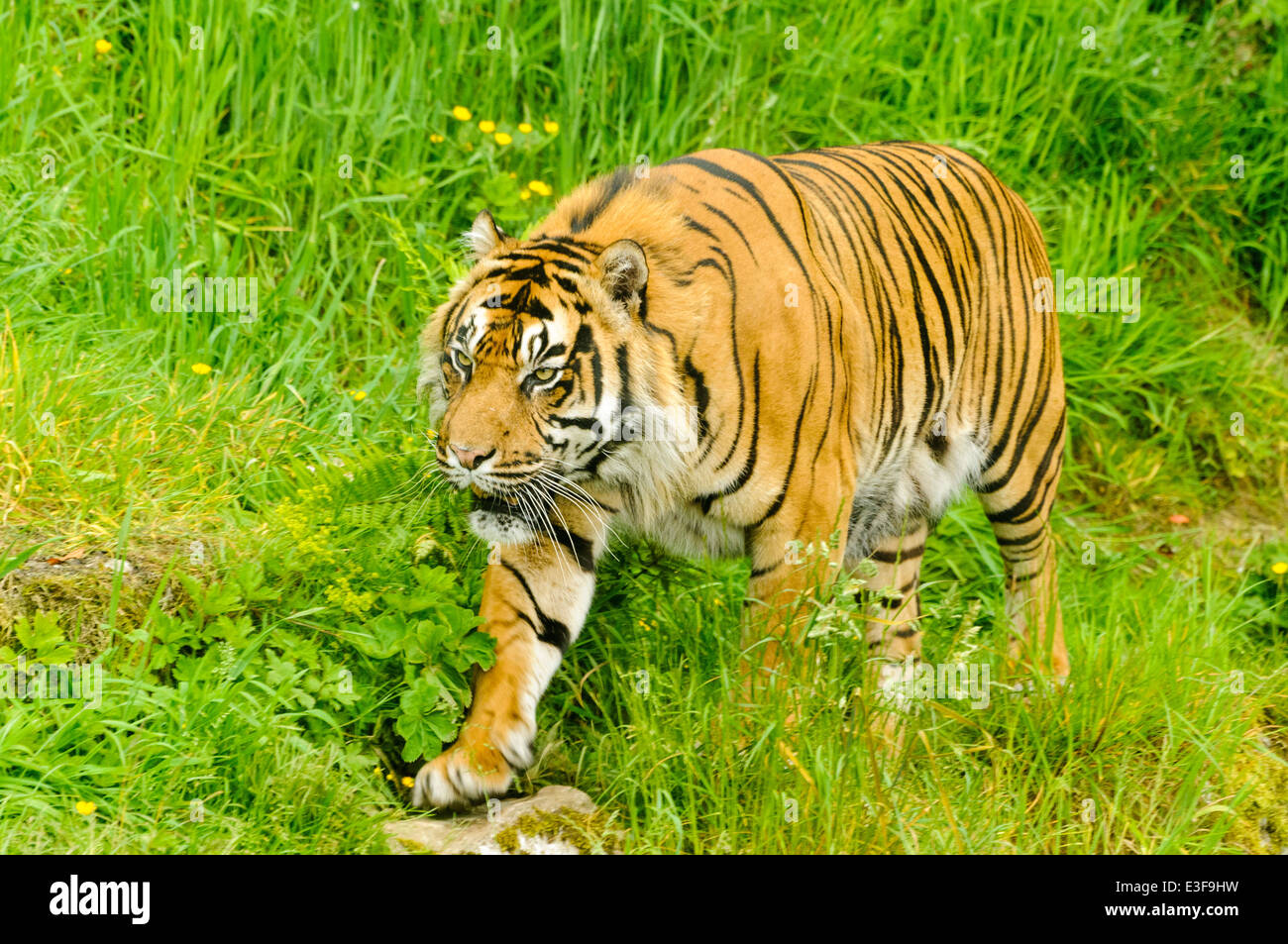 Maschio di tigre di Sumatra (Panthera tigris sumatrae) Foto Stock