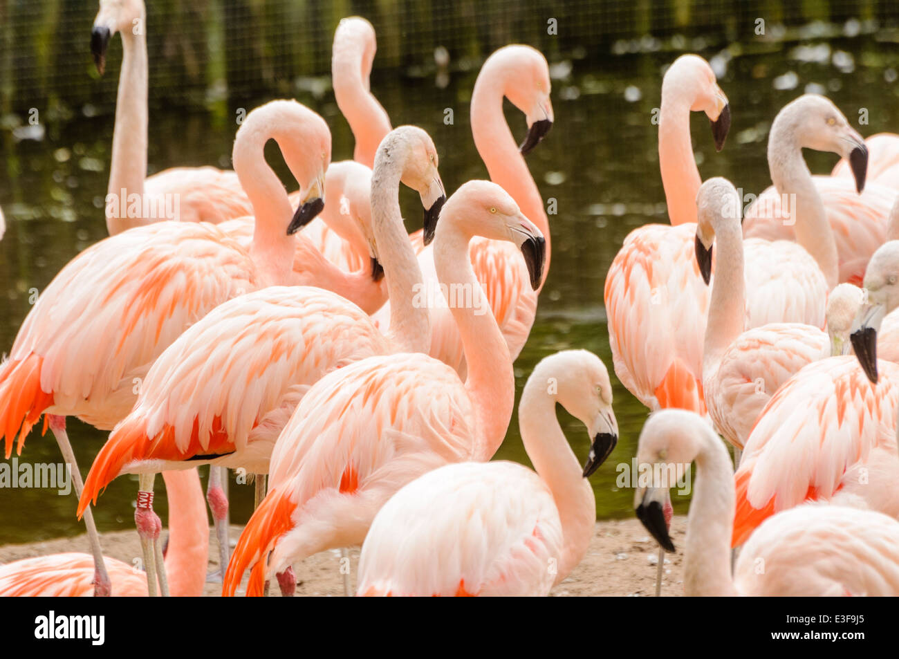 Flamingo cileni (Phoenicopterus chilensis) Foto Stock