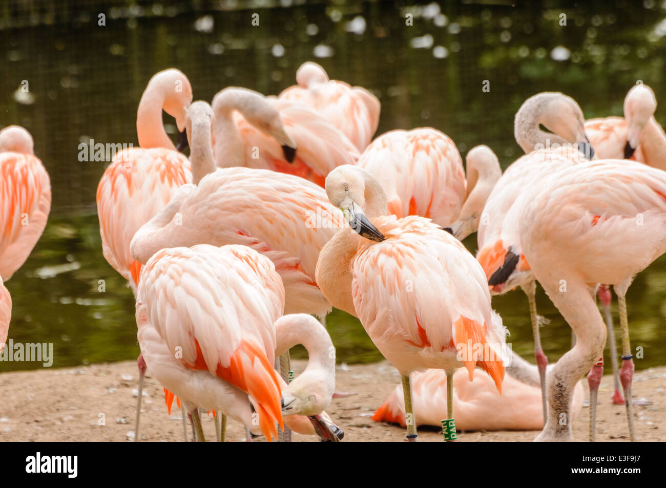 Flamingo cileni (Phoenicopterus chilensis), elencato come vicino minacciata dalla IUCN Foto Stock