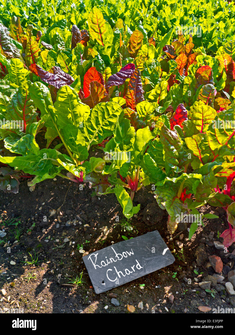 Rainbow Chard in crescita in un orto con ardesia rustico nome etichetta Foto Stock